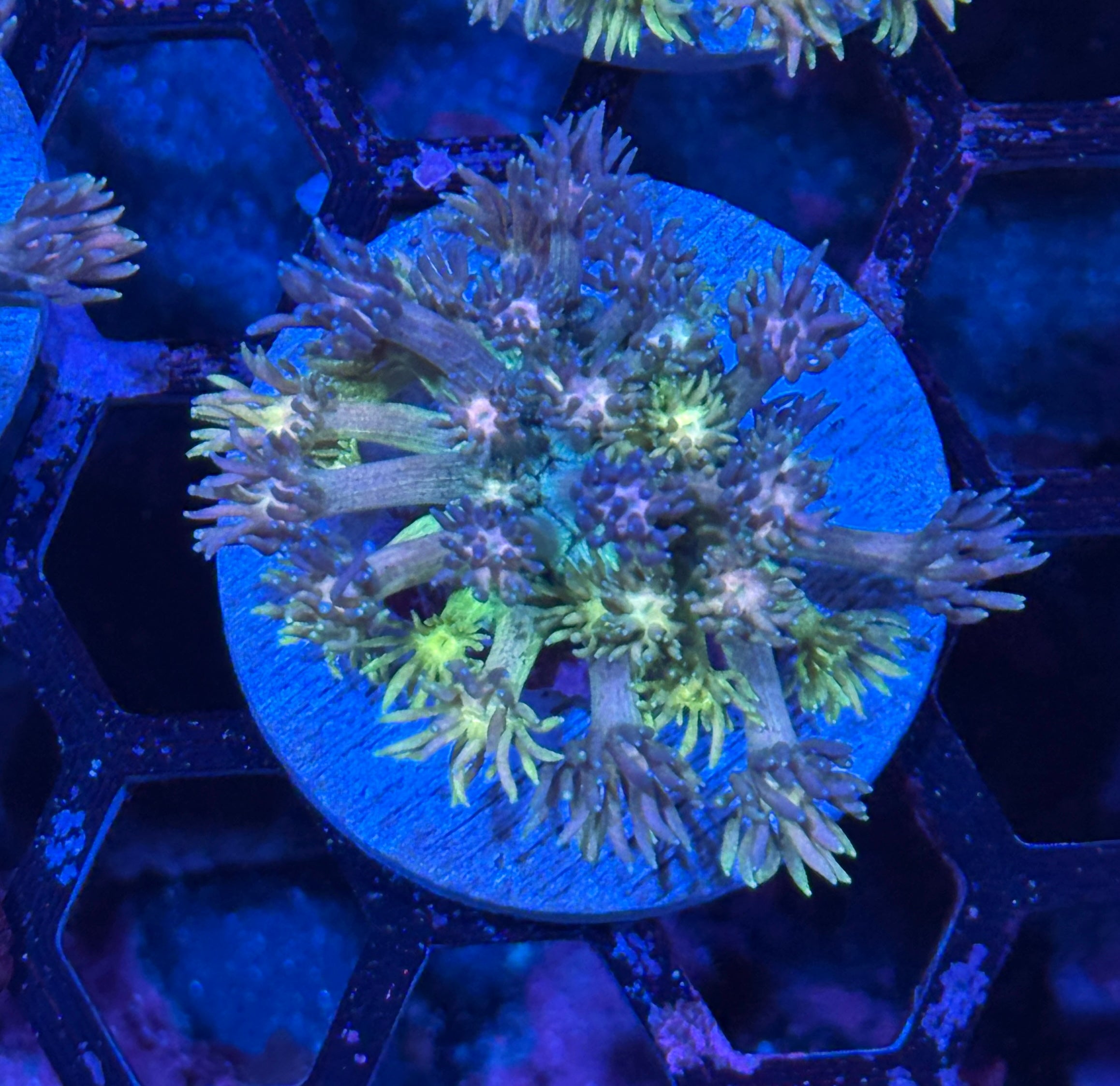 JEA Rainbow Unicorn Goniopora Coral 7/2