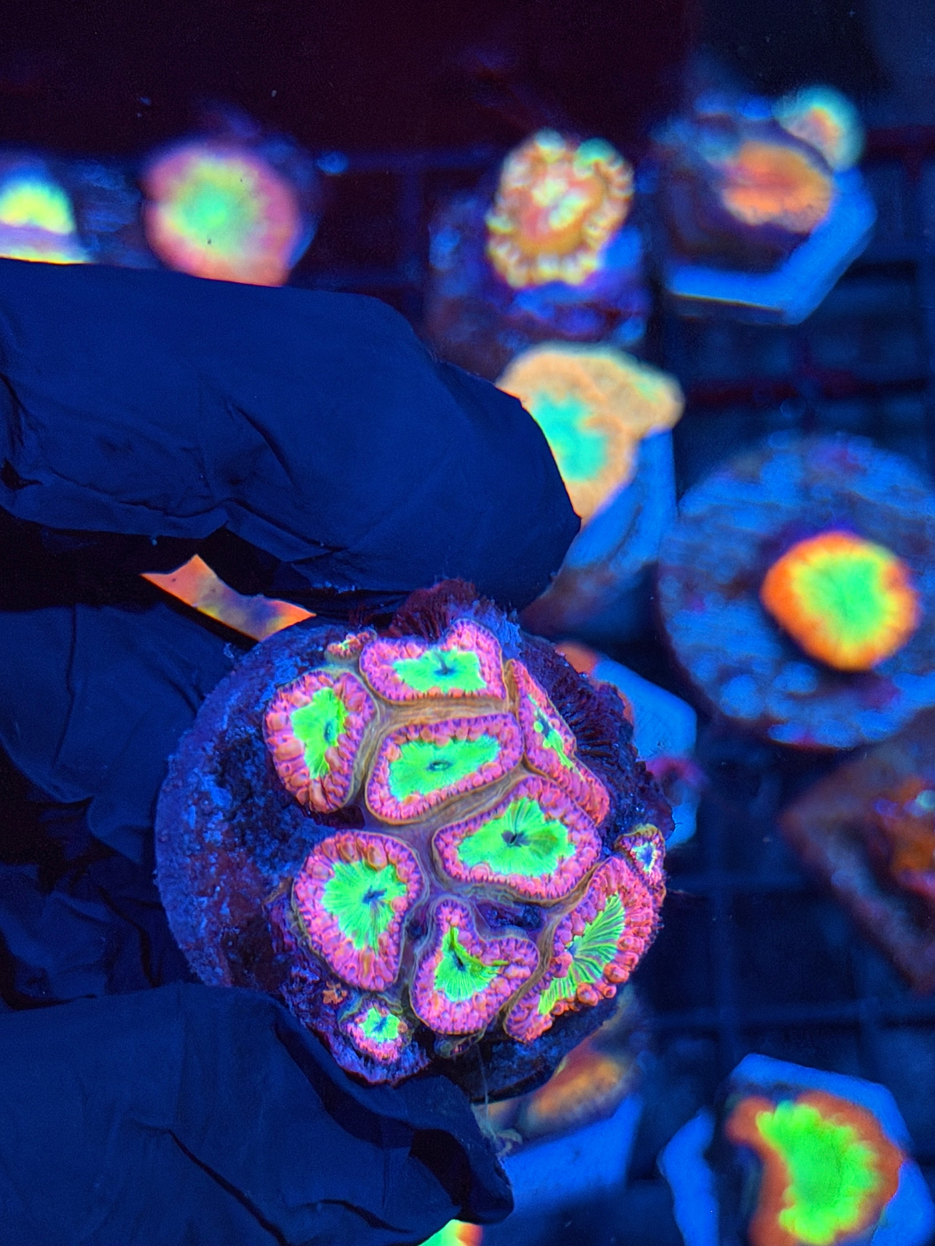 JEA Strawberry Lemonade Blastomussa Coral Colony 10+ Heads