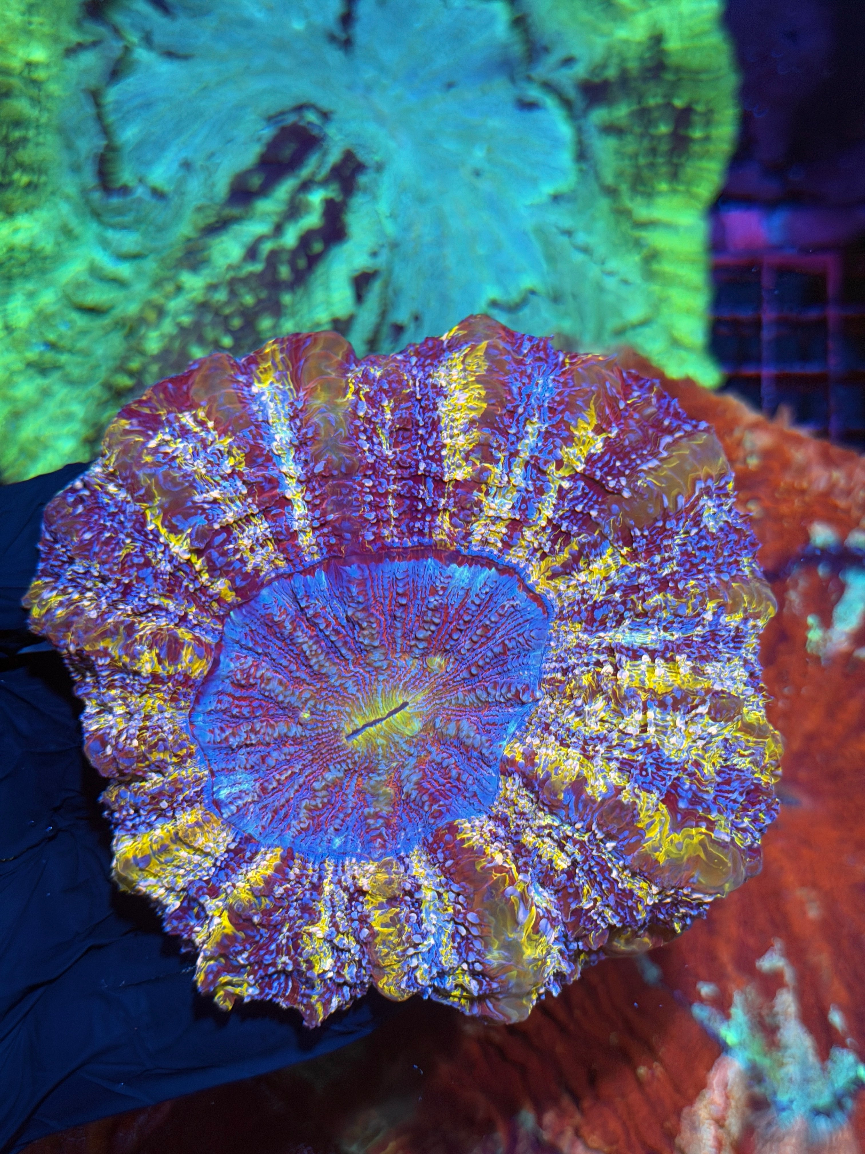 Browse Our Corals