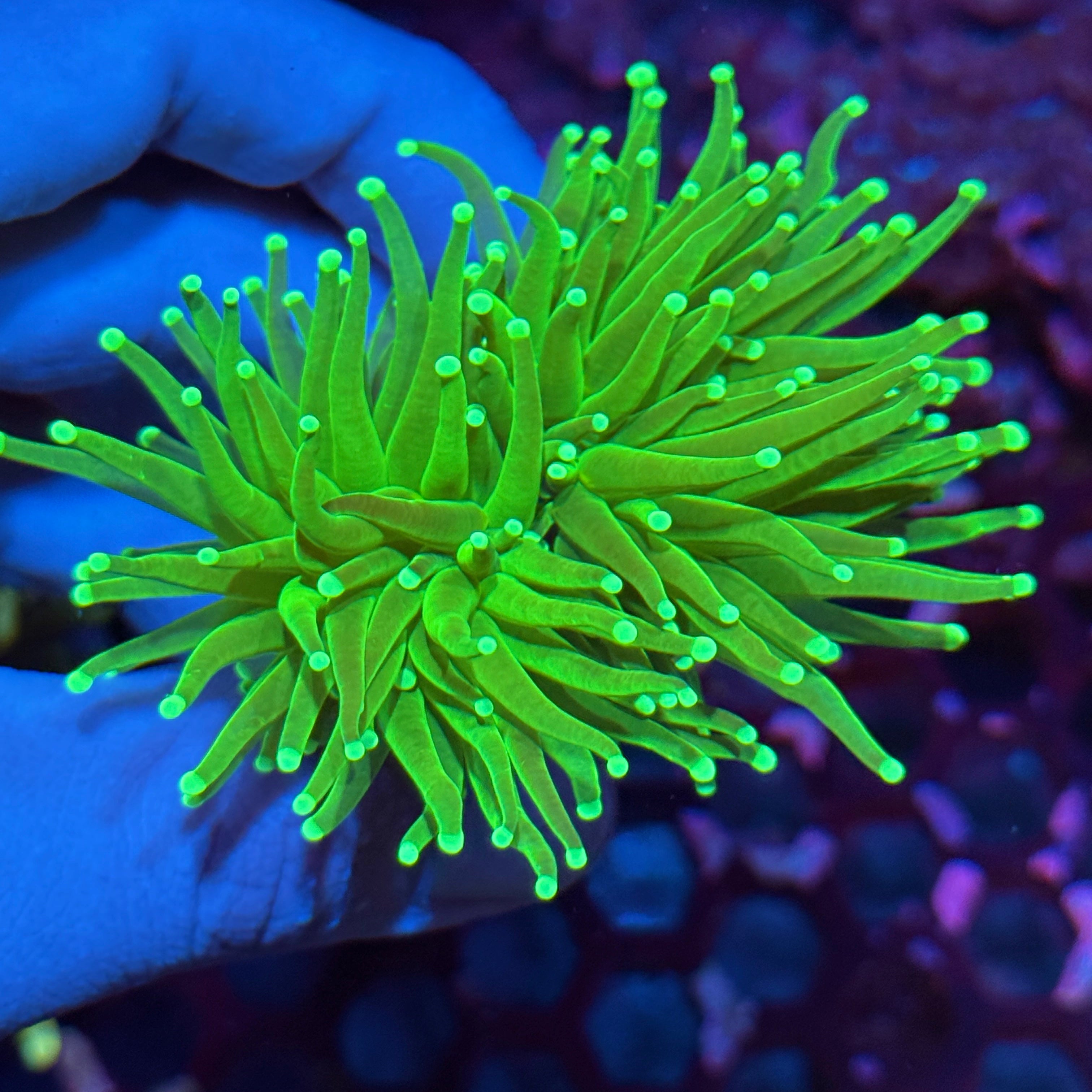JEA Key Lime Pie Torch Coral 2 XL Heads