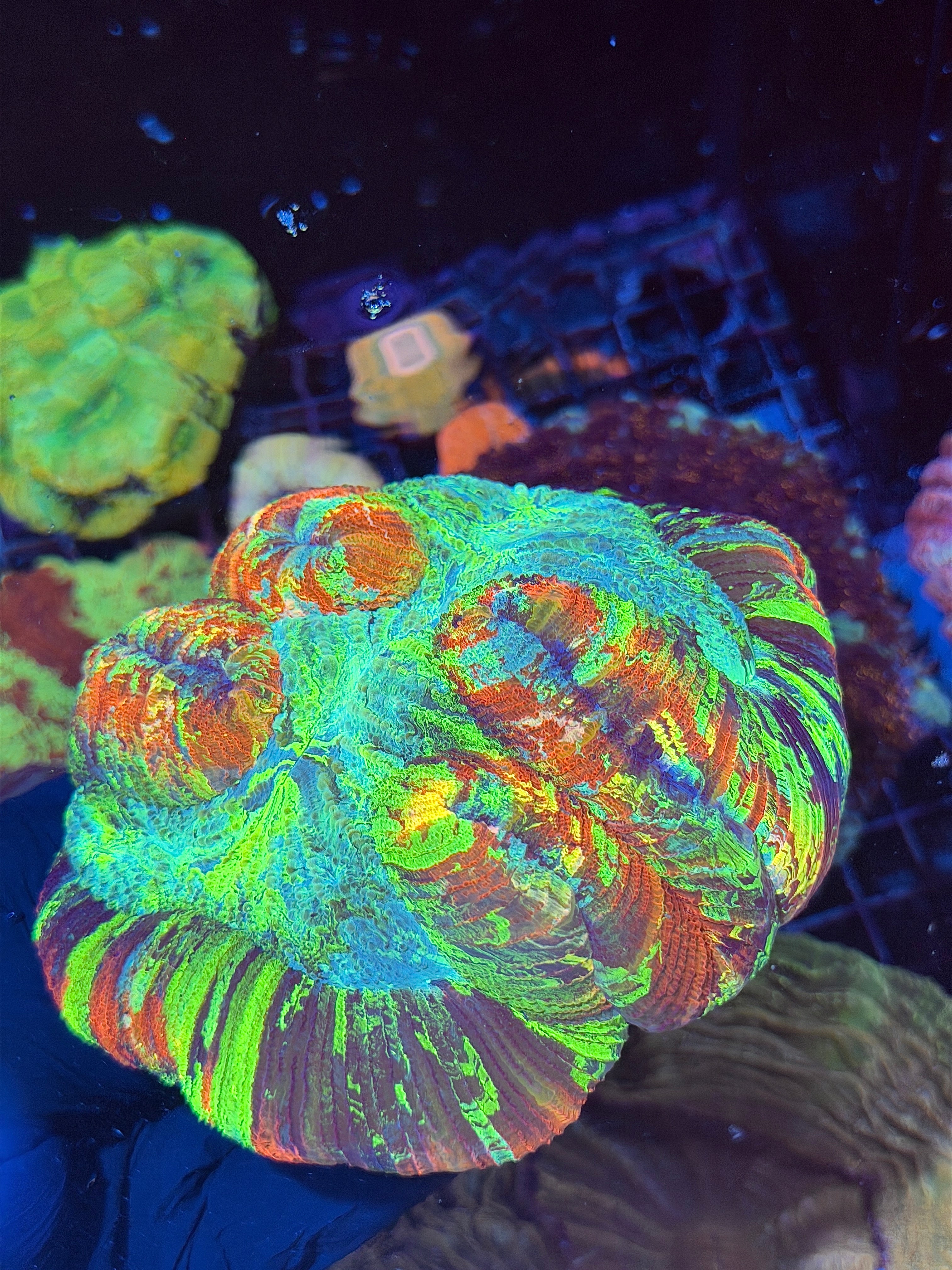 Insanely Bright Rainbow Trachyphyllia Meat Coral XXXL Show Piece