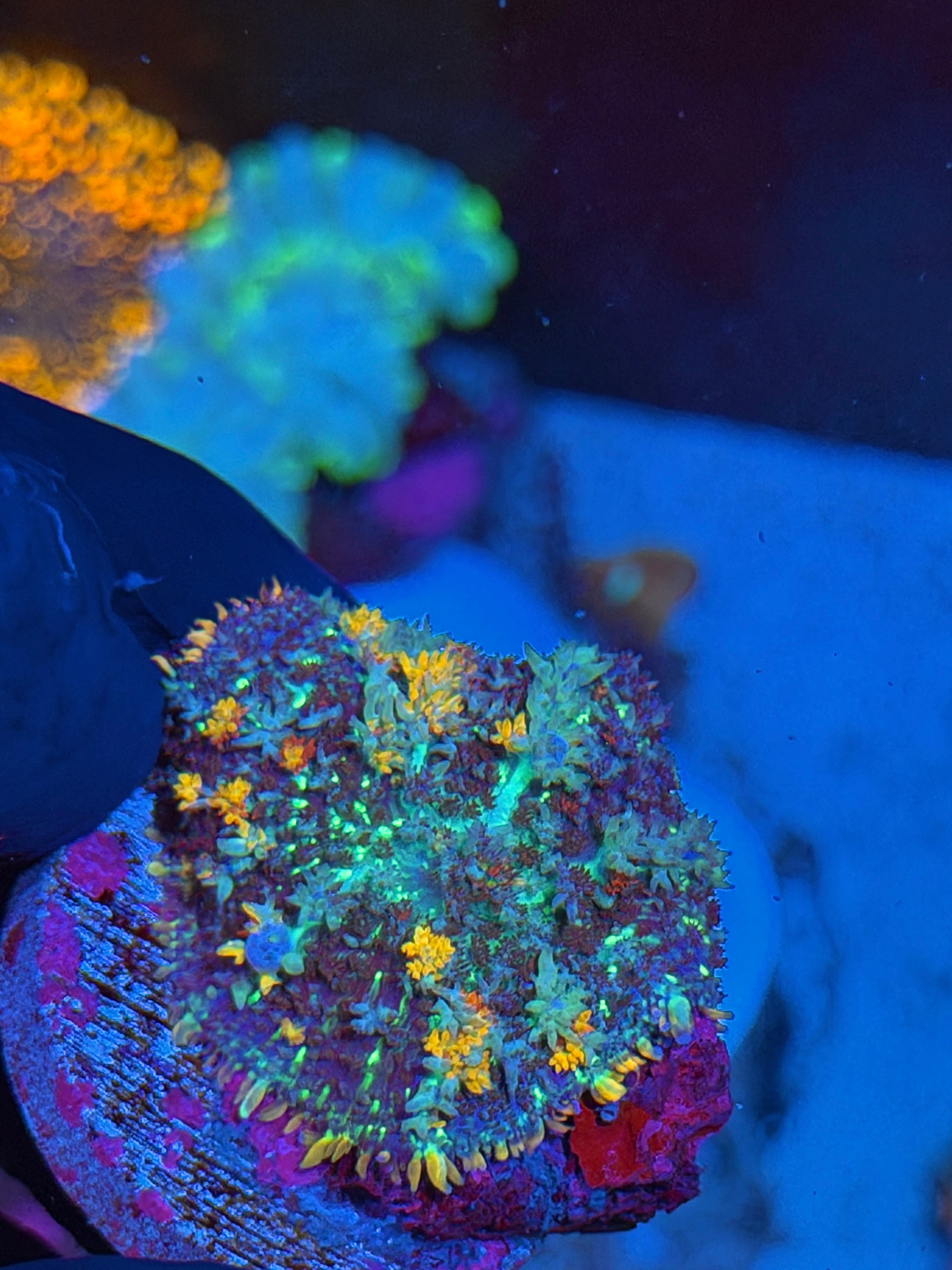 JEA Berserker Bounce Mushroom Coral XL