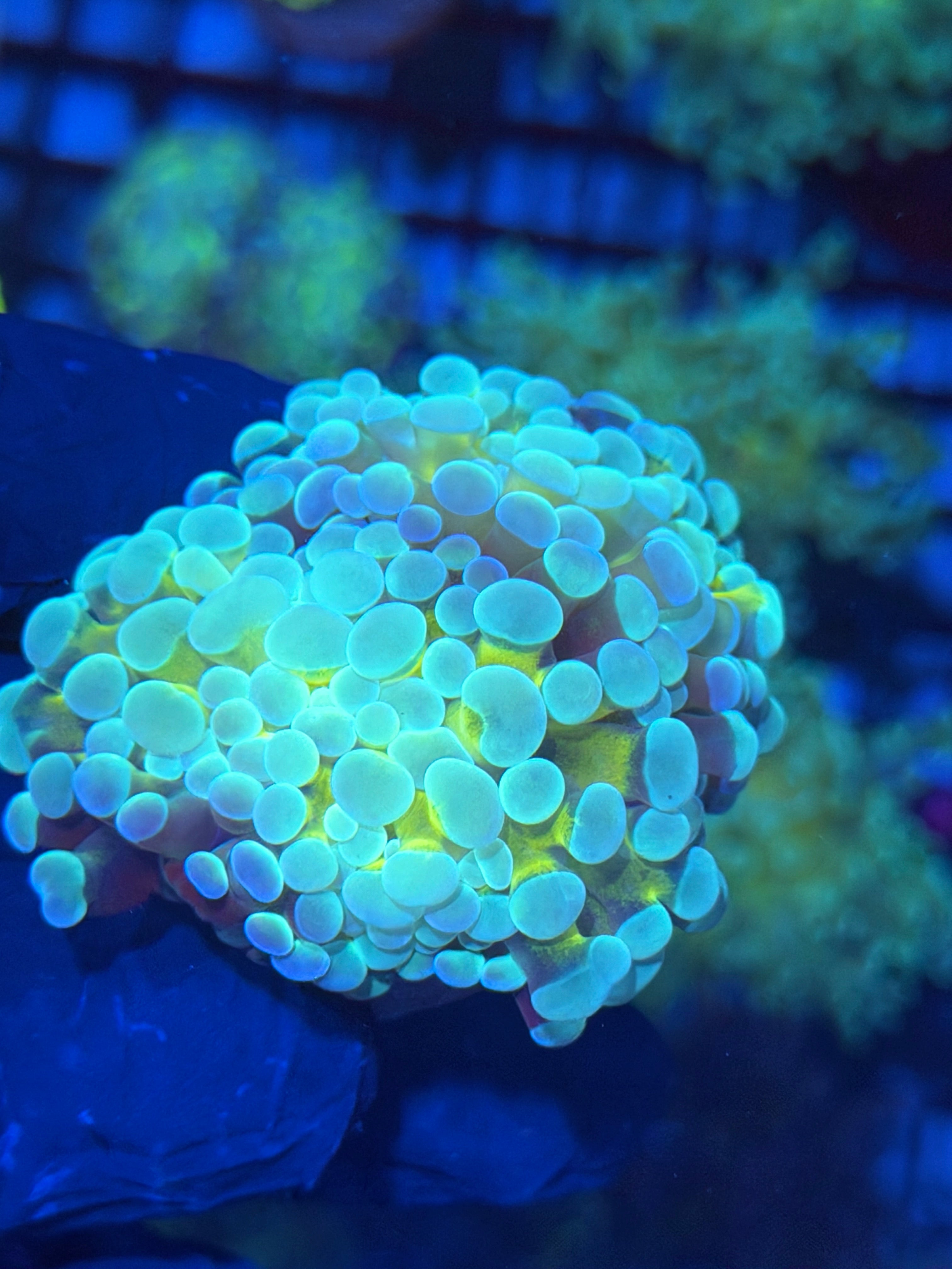 JEA Thors Hammer Coral 2 Heads Splitting XL Bright *Only Frag Available* 12/1