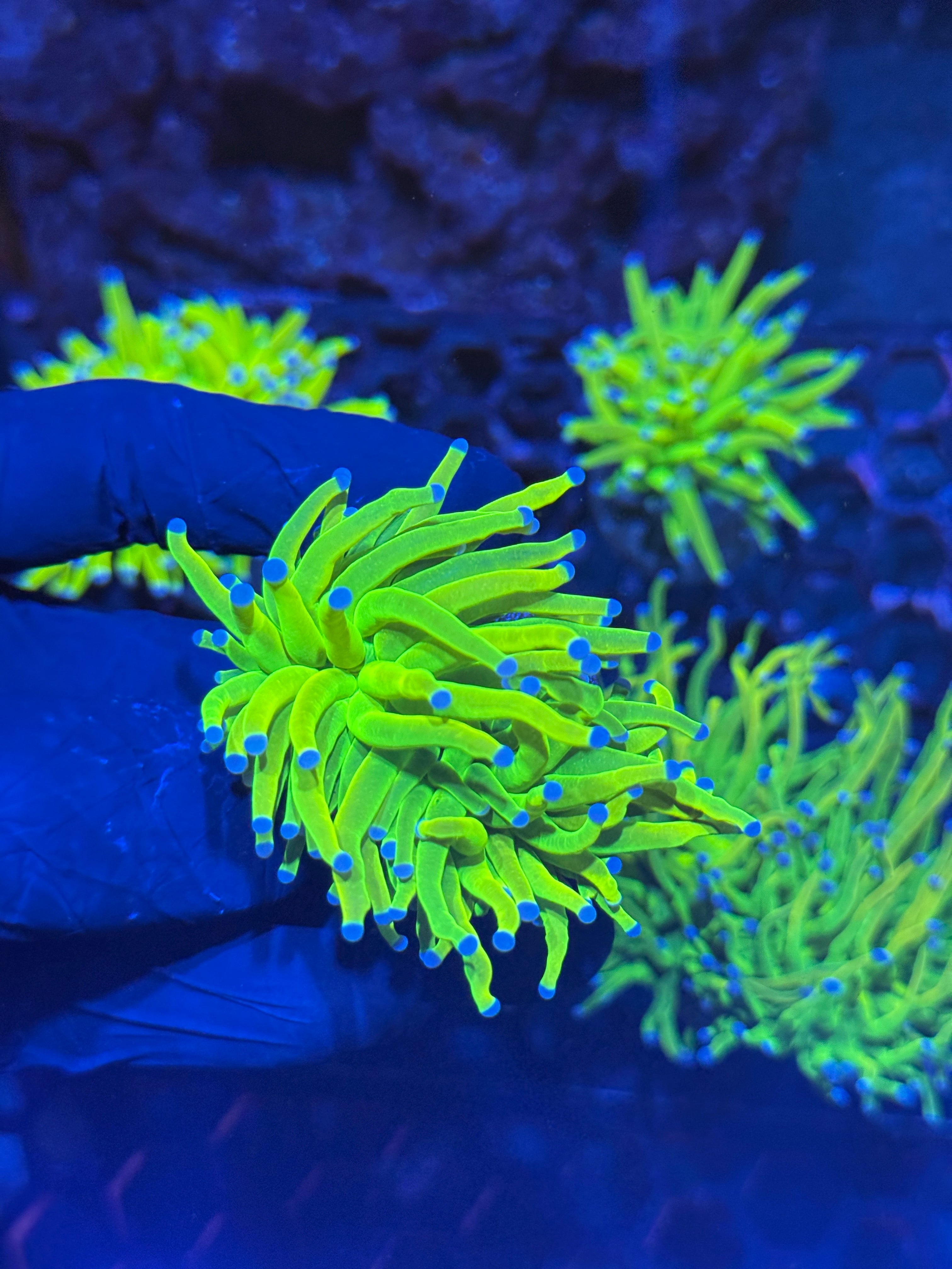 JEA Holy Grail Torch Coral 2 Heads
