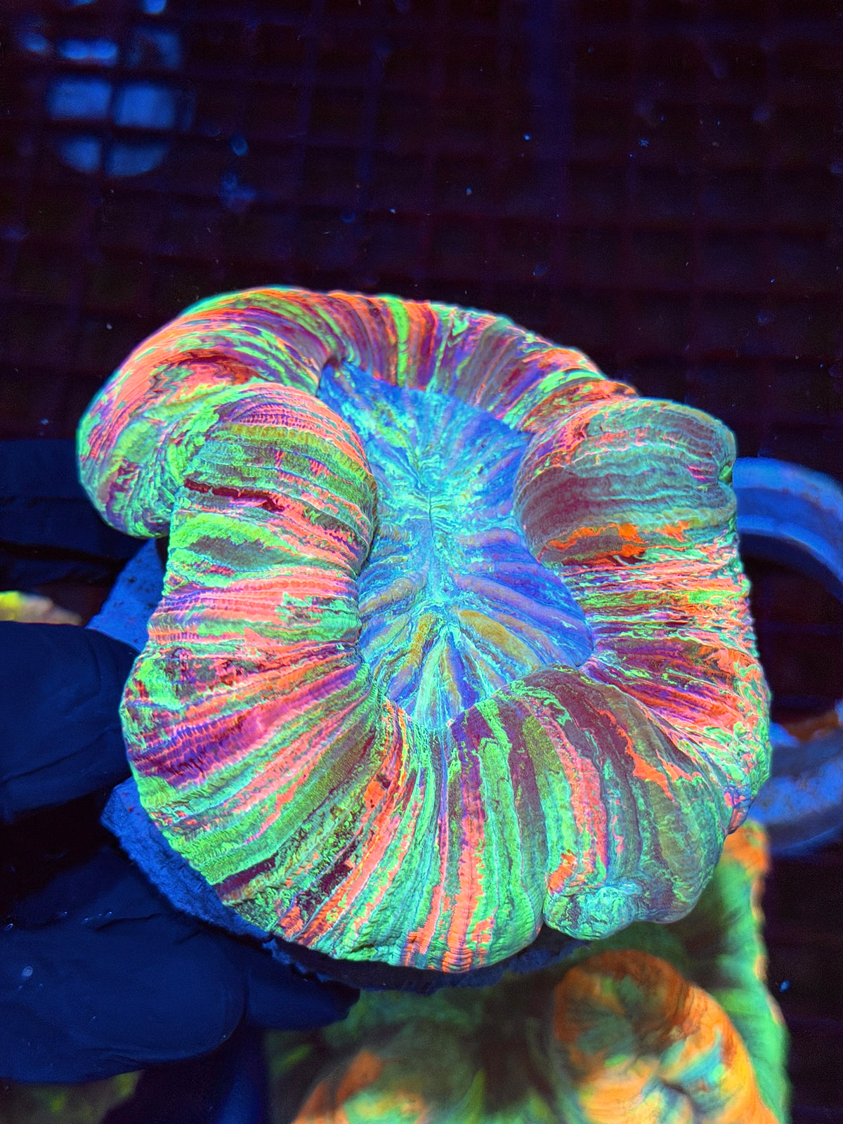 Rare Pink / Rainbow Wellsophyllia Meat Coral Show Piece 9/22