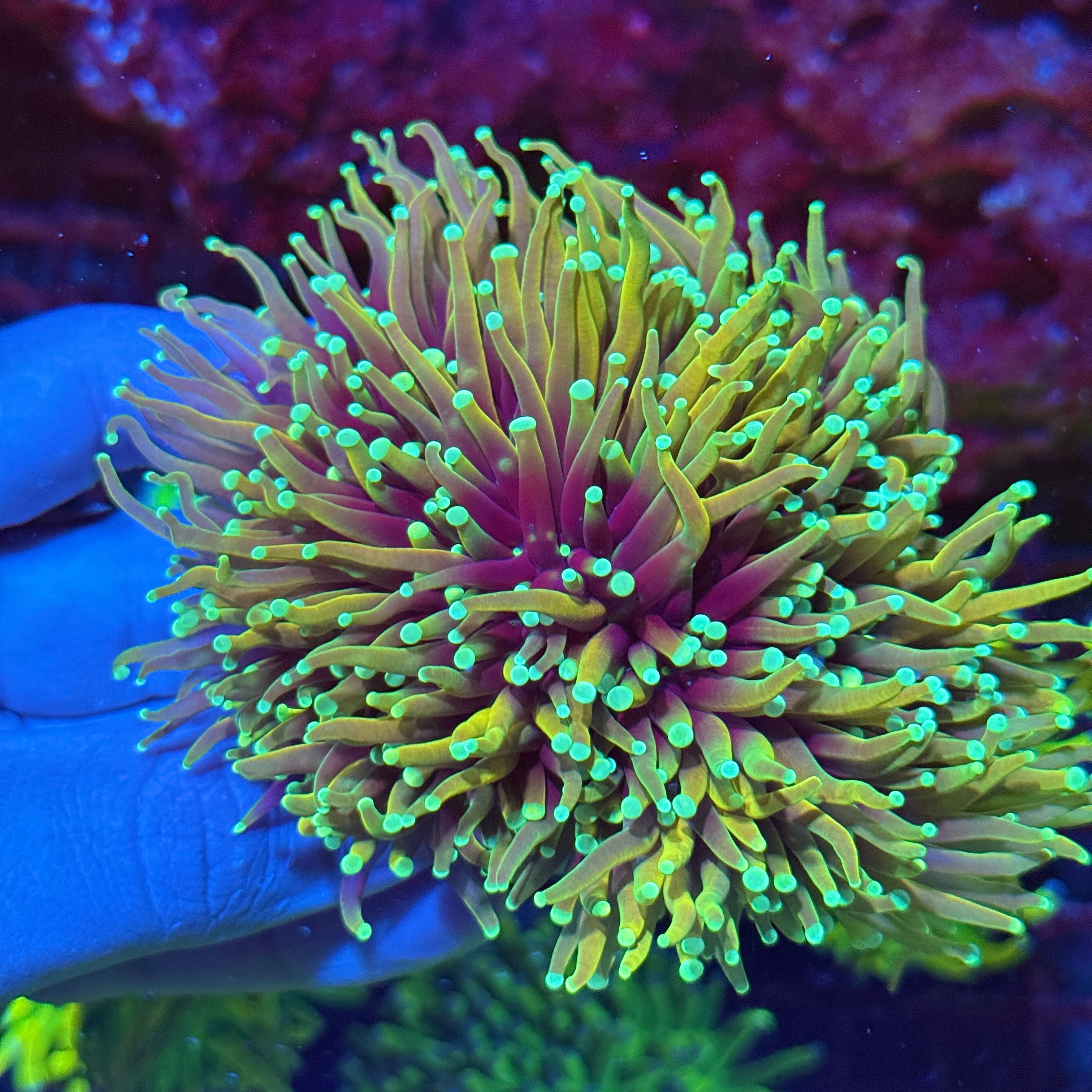 JEA Inferno Gold Torch Coral Colony 5+ Heads XXL