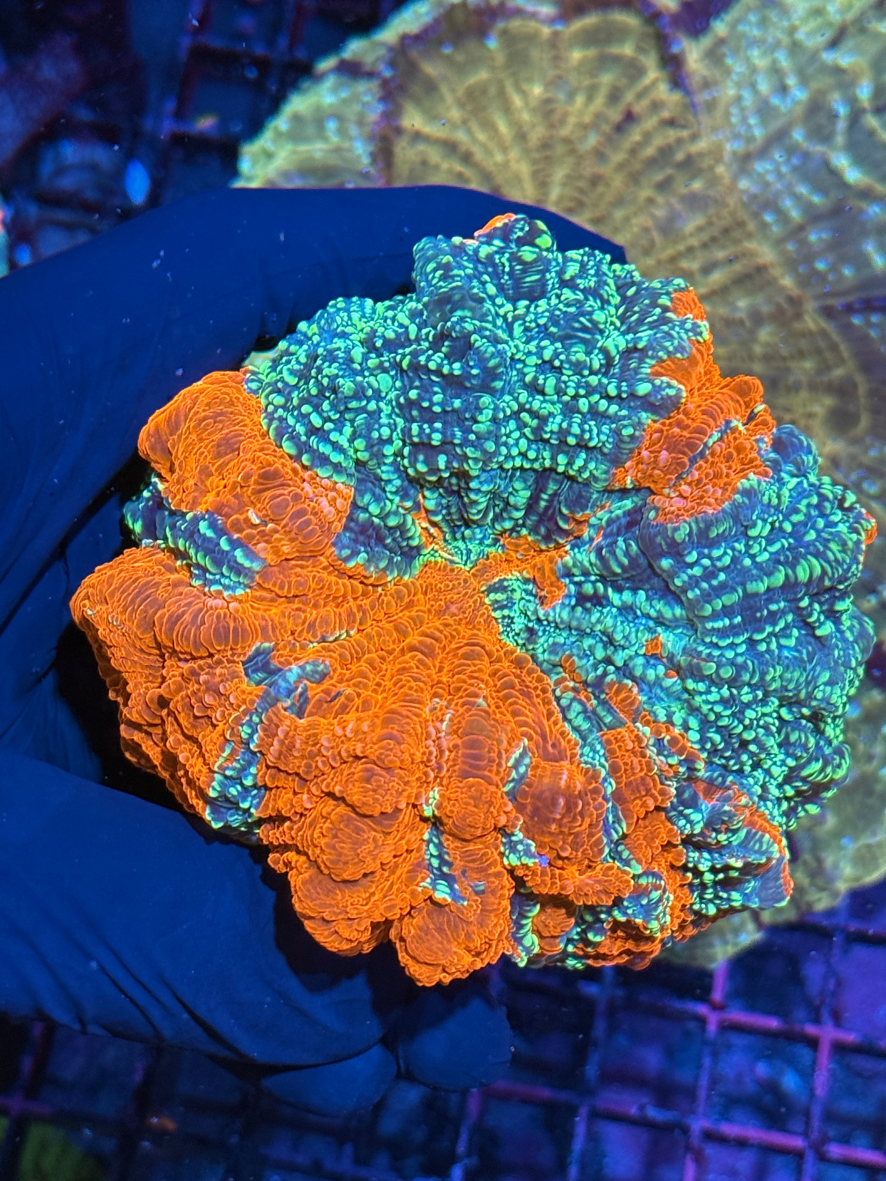 Insanely Bright Glitter Acanthophyllia Meat Coral