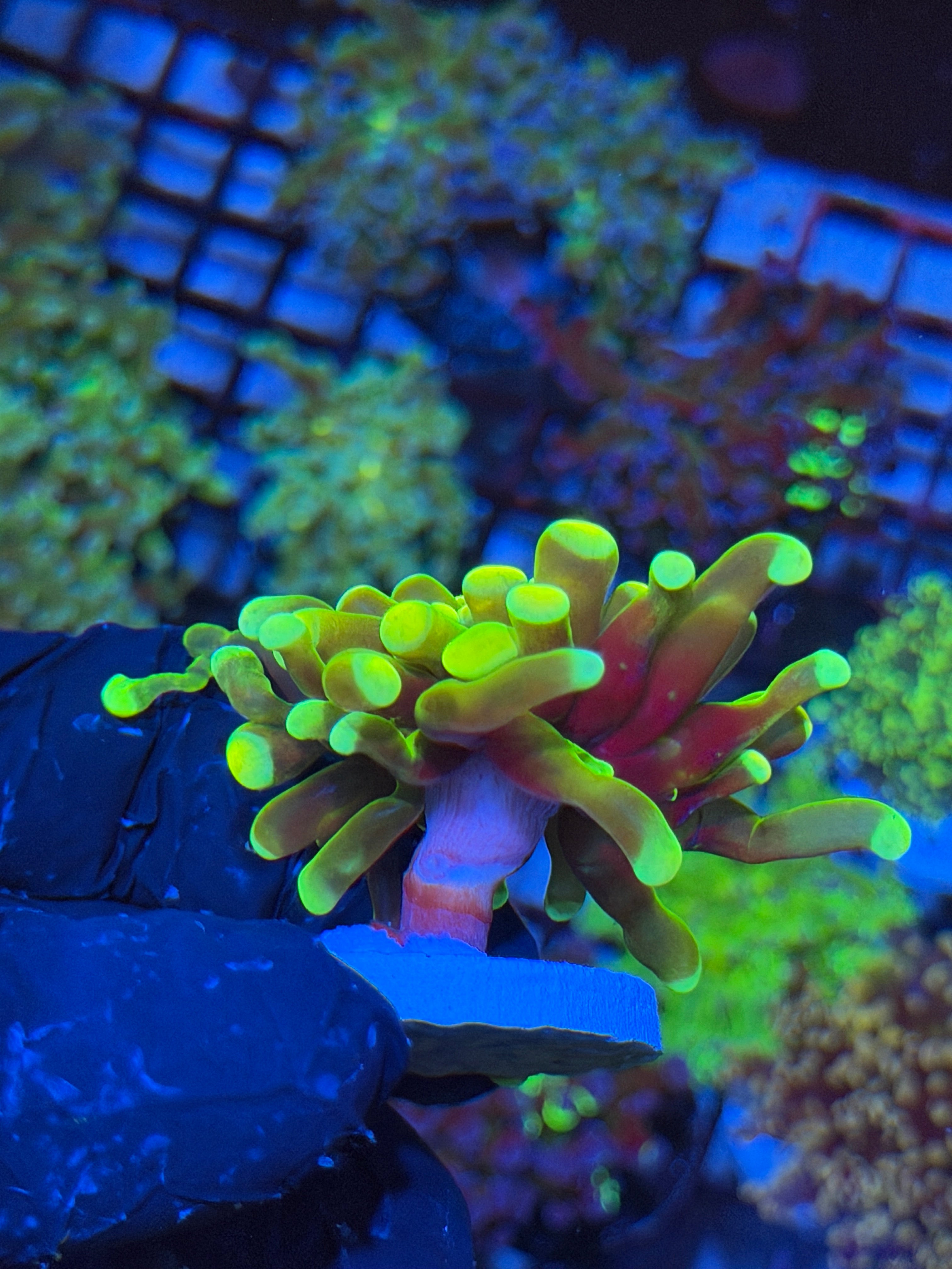 JEA Holy Grail Hammer Coral 1 XL Head AQUACULTURED 4/24