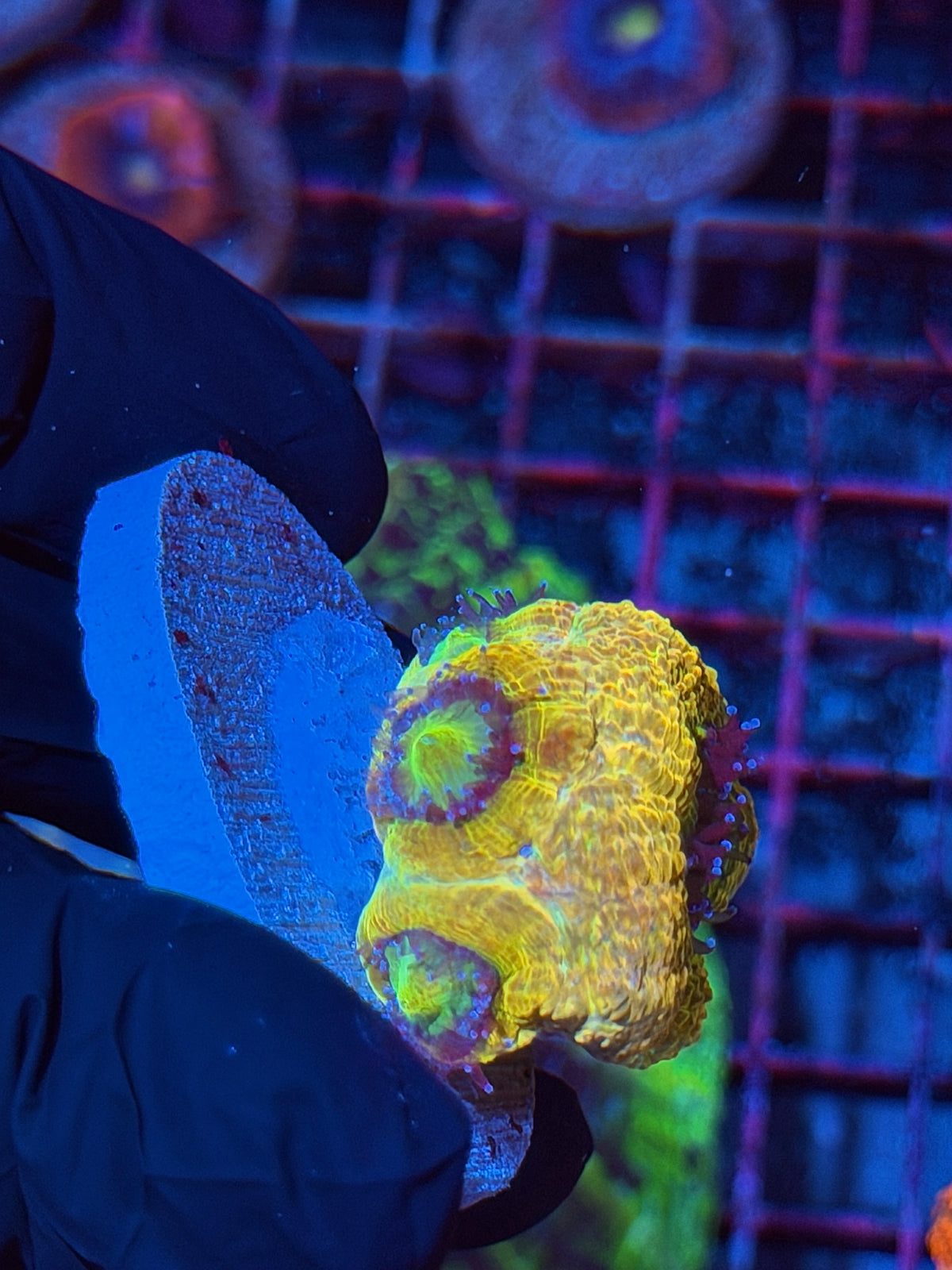 JEA Rainbow Canary Acan Bowerbanki Colony 5 Heads XXL Collectors Piece 9/22