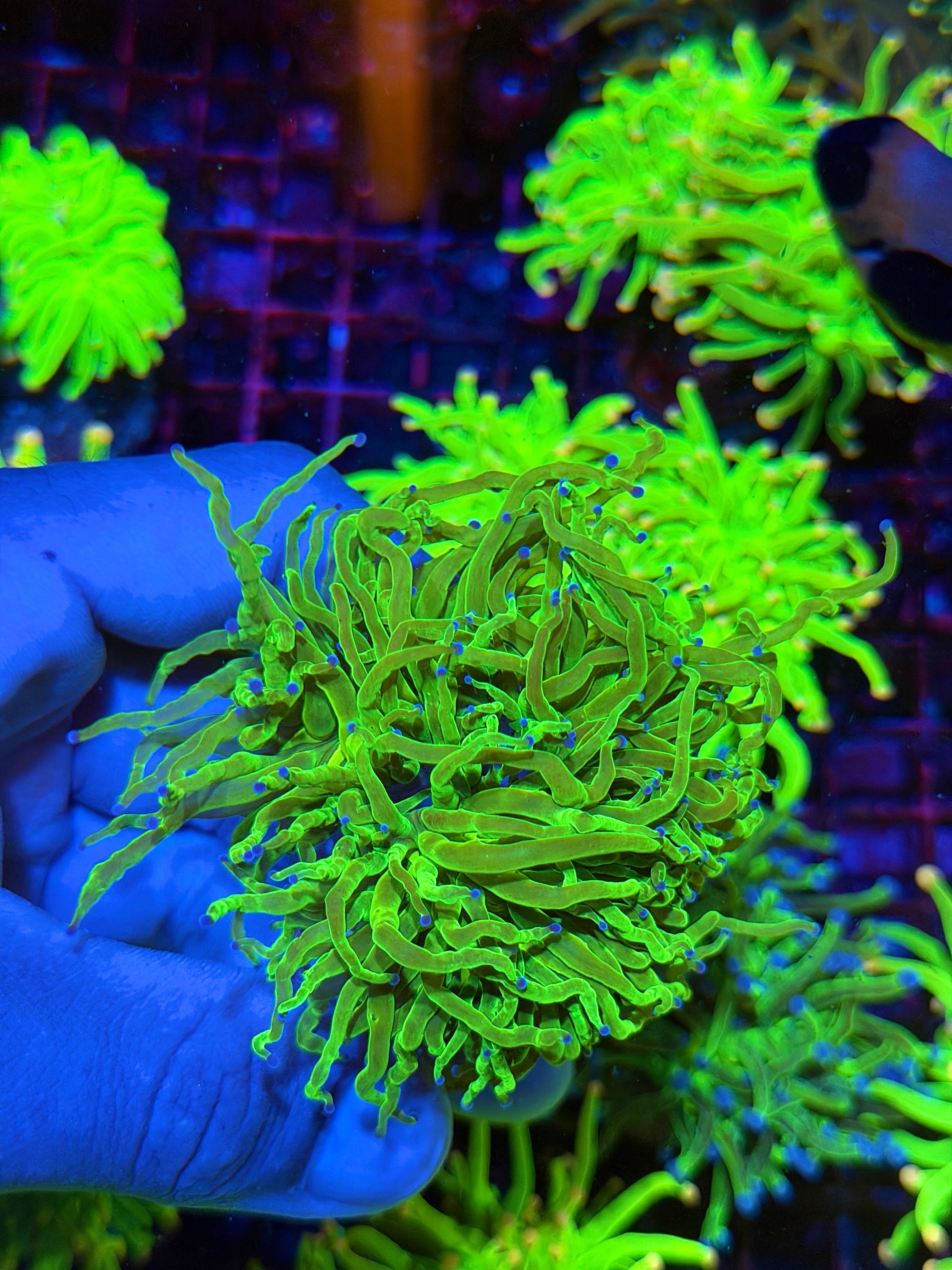 Todd’s Torch Coral 3 Heads XXL