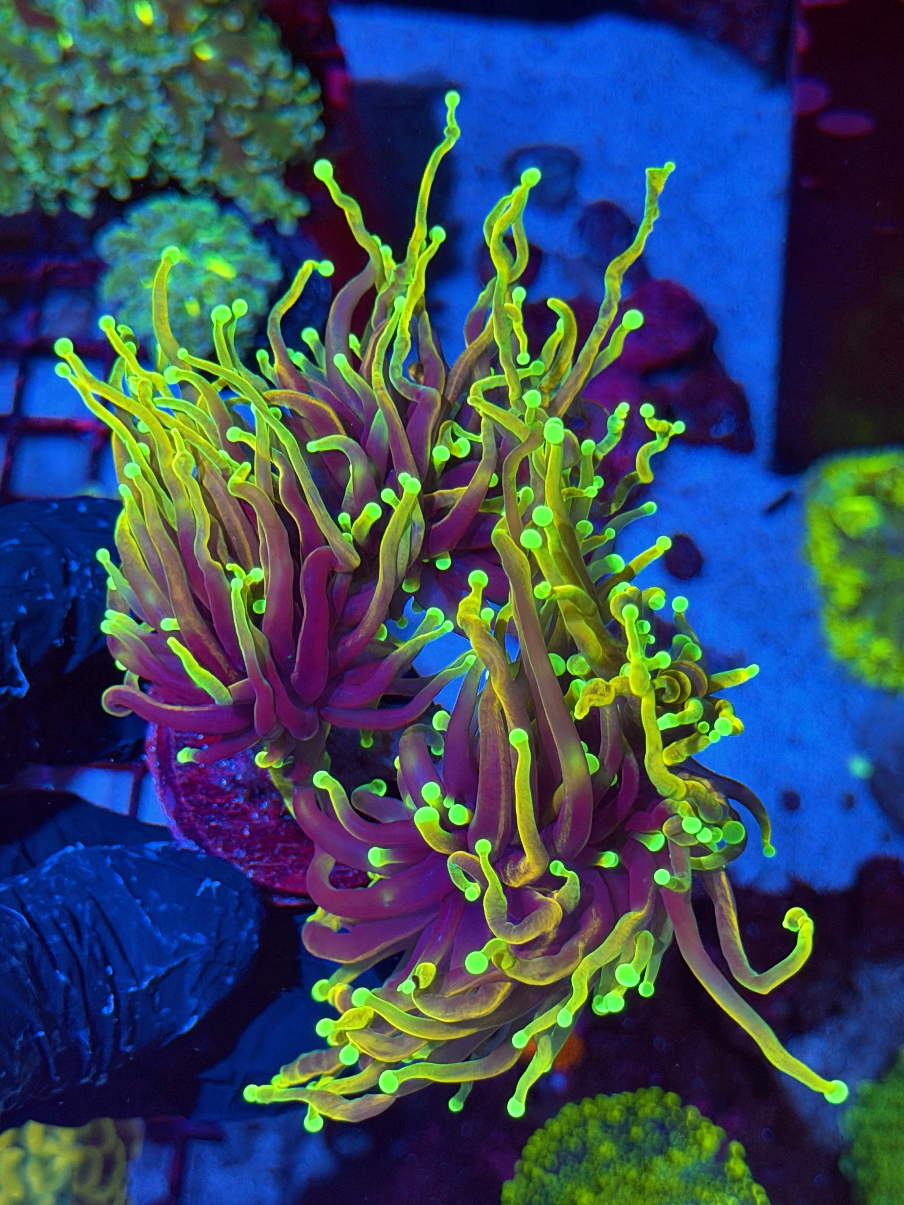 JEA Dragon Fire Torch Coral Mini Colony 4 Heads XXL