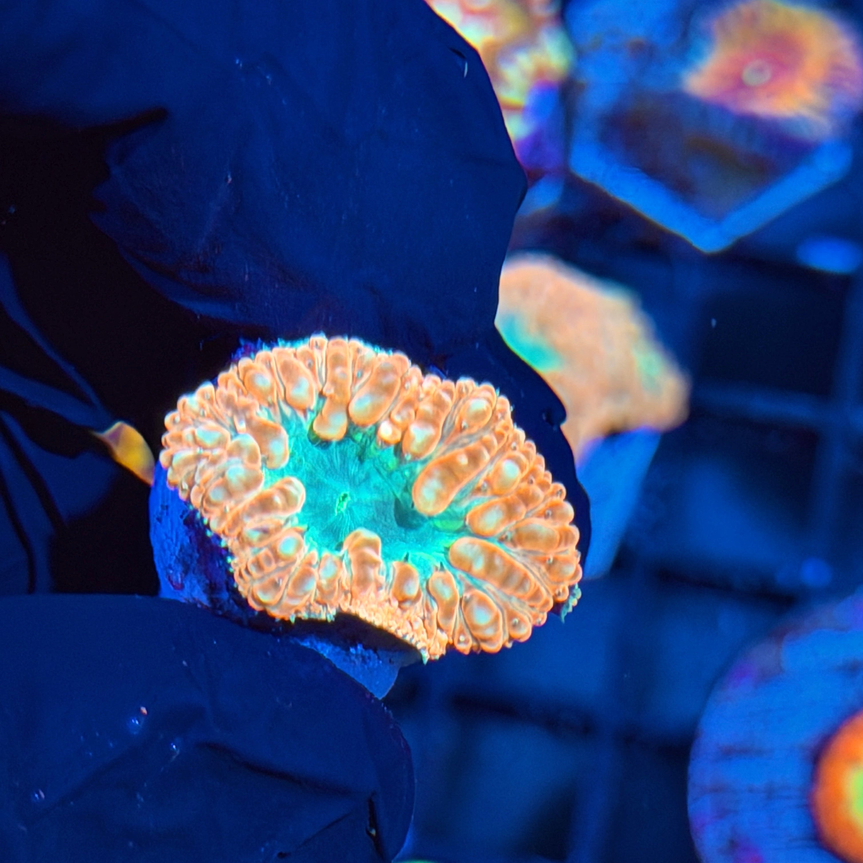 Jay's Exotic Corals