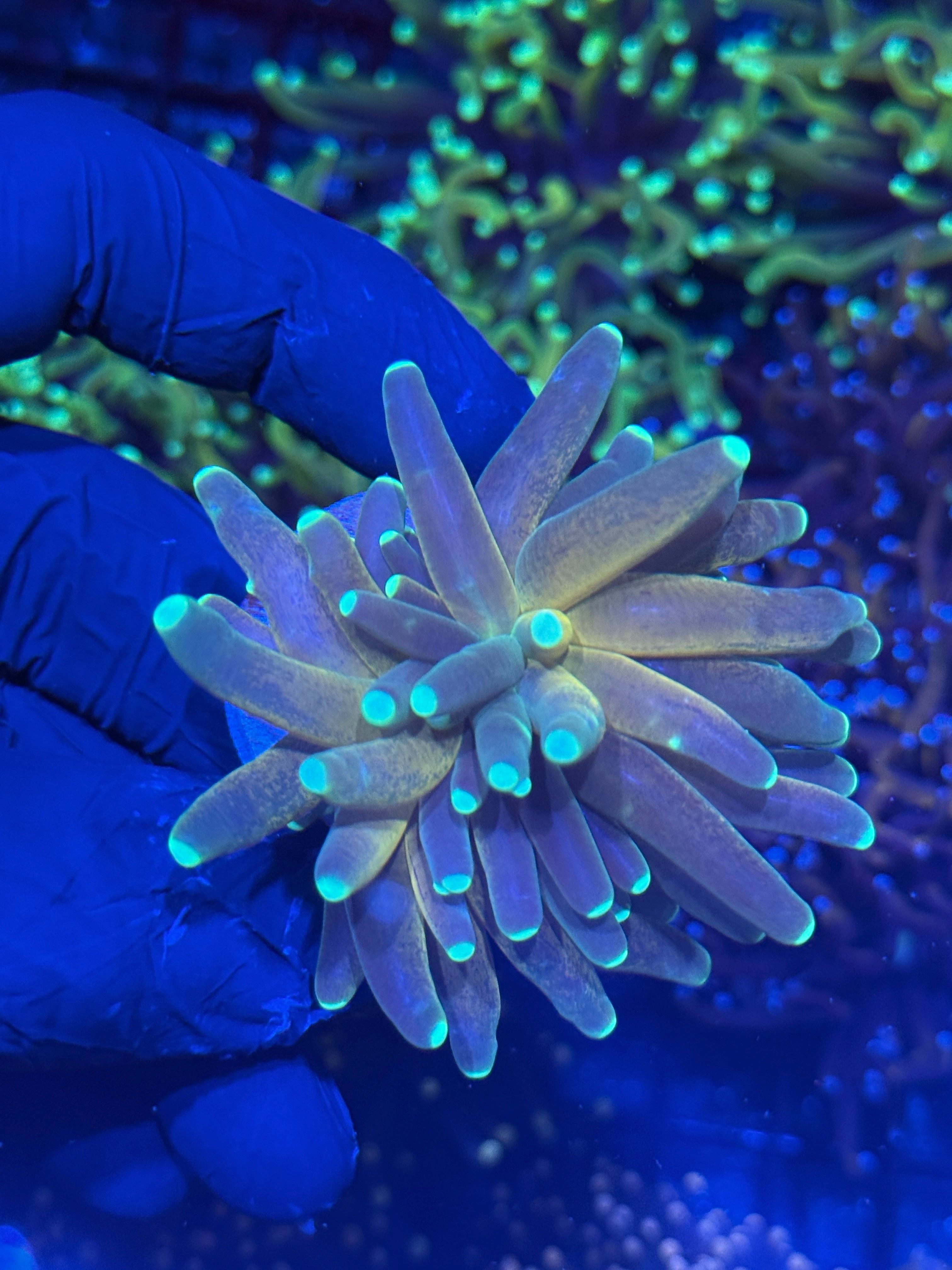 JEA Branching Tiger Torch Coral Insane