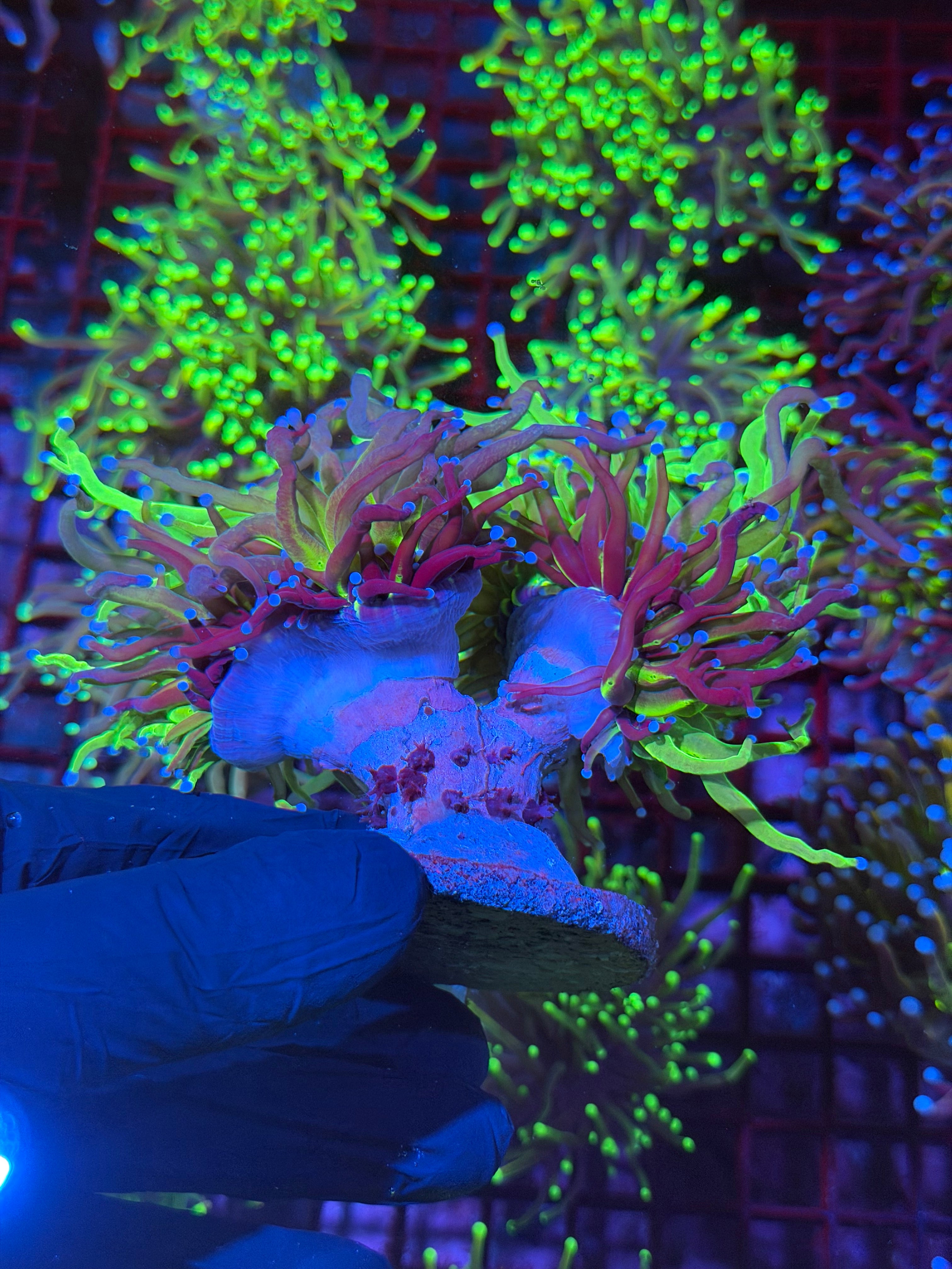 Insane Grafted Holy Grail Torch Coral 2 XXXL Heads Splitting to 3 *Collectors Piece* 8/7