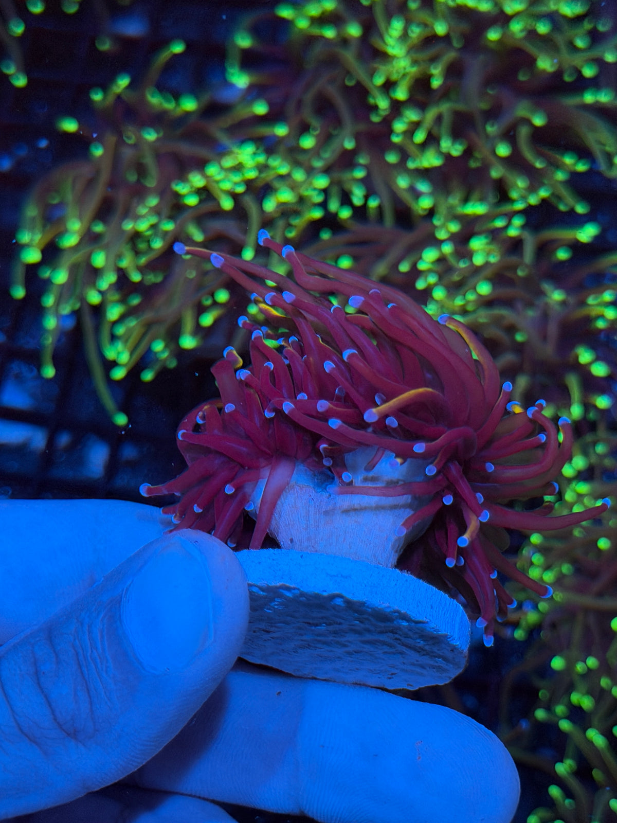 JEA Orange Peel Torch Coral 2 Heads XL 9/22