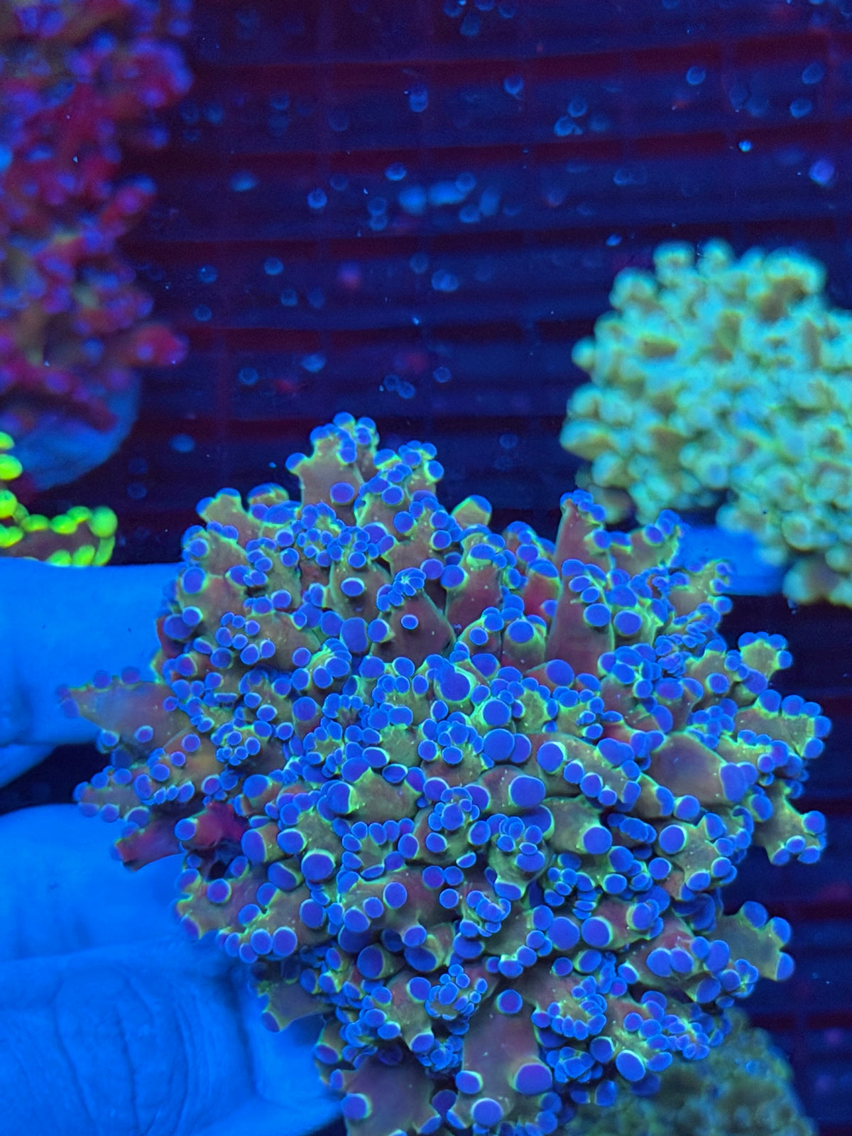 JEA Blue Magic Frogspawn Coral 4 Heads Splitting XXL Mini Colony 9/22