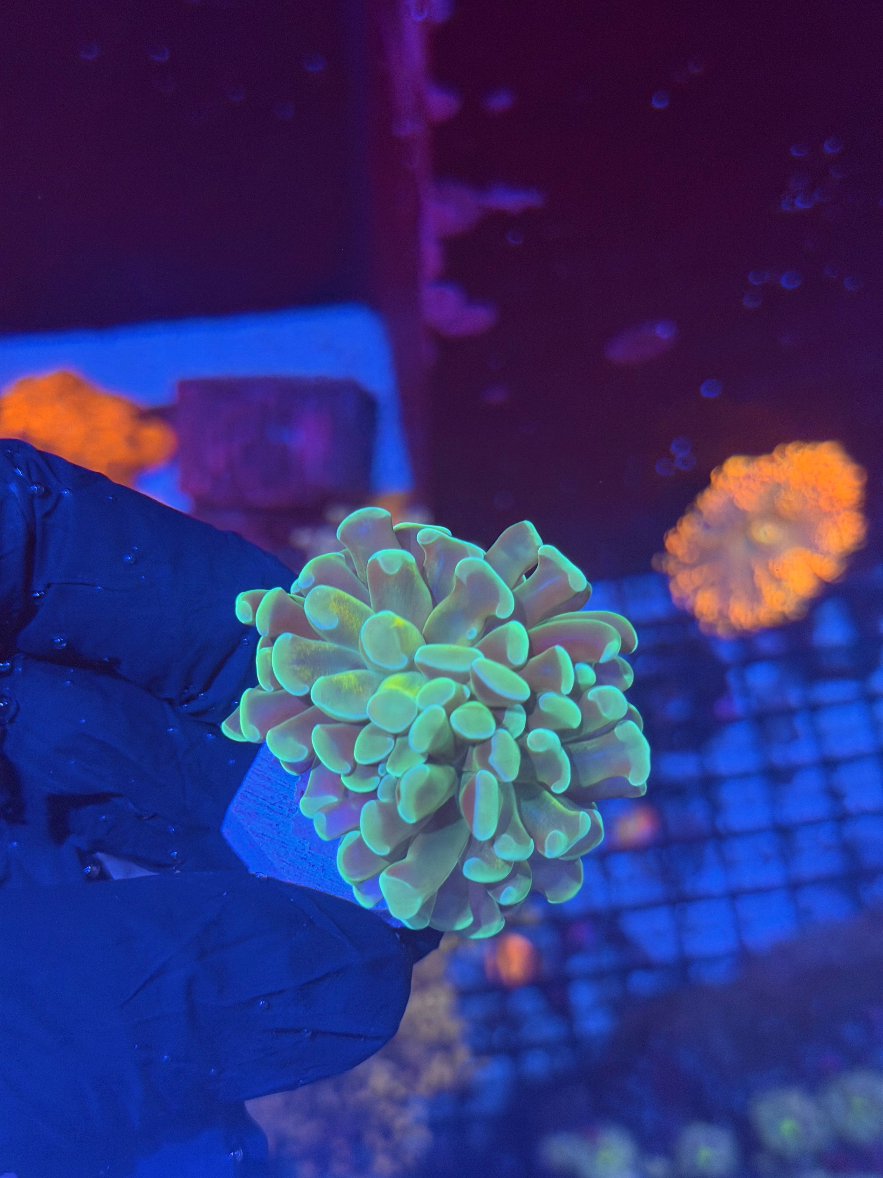 JEA Kaleidoscope Hammer Coral 2 Heads 8/6