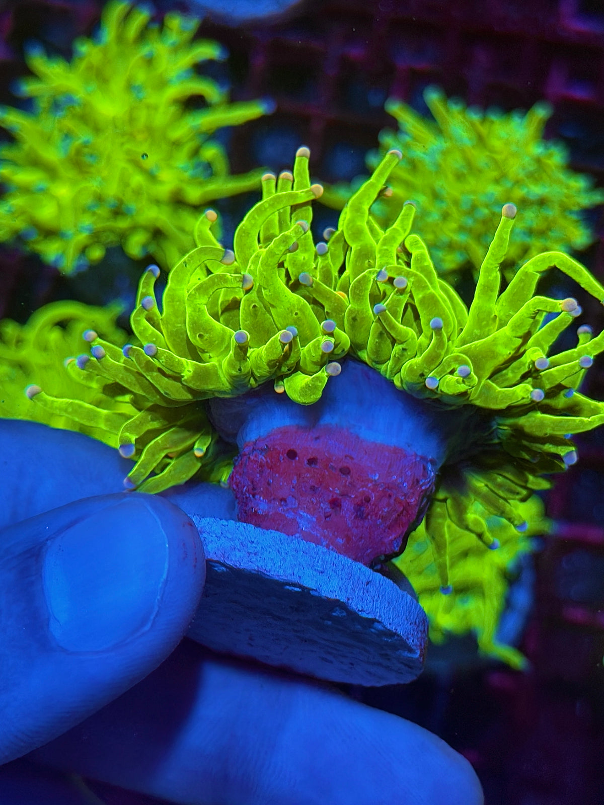 JEA Skittles Holy Grail Torch Coral 2 Heads Splitting XXL 10/21
