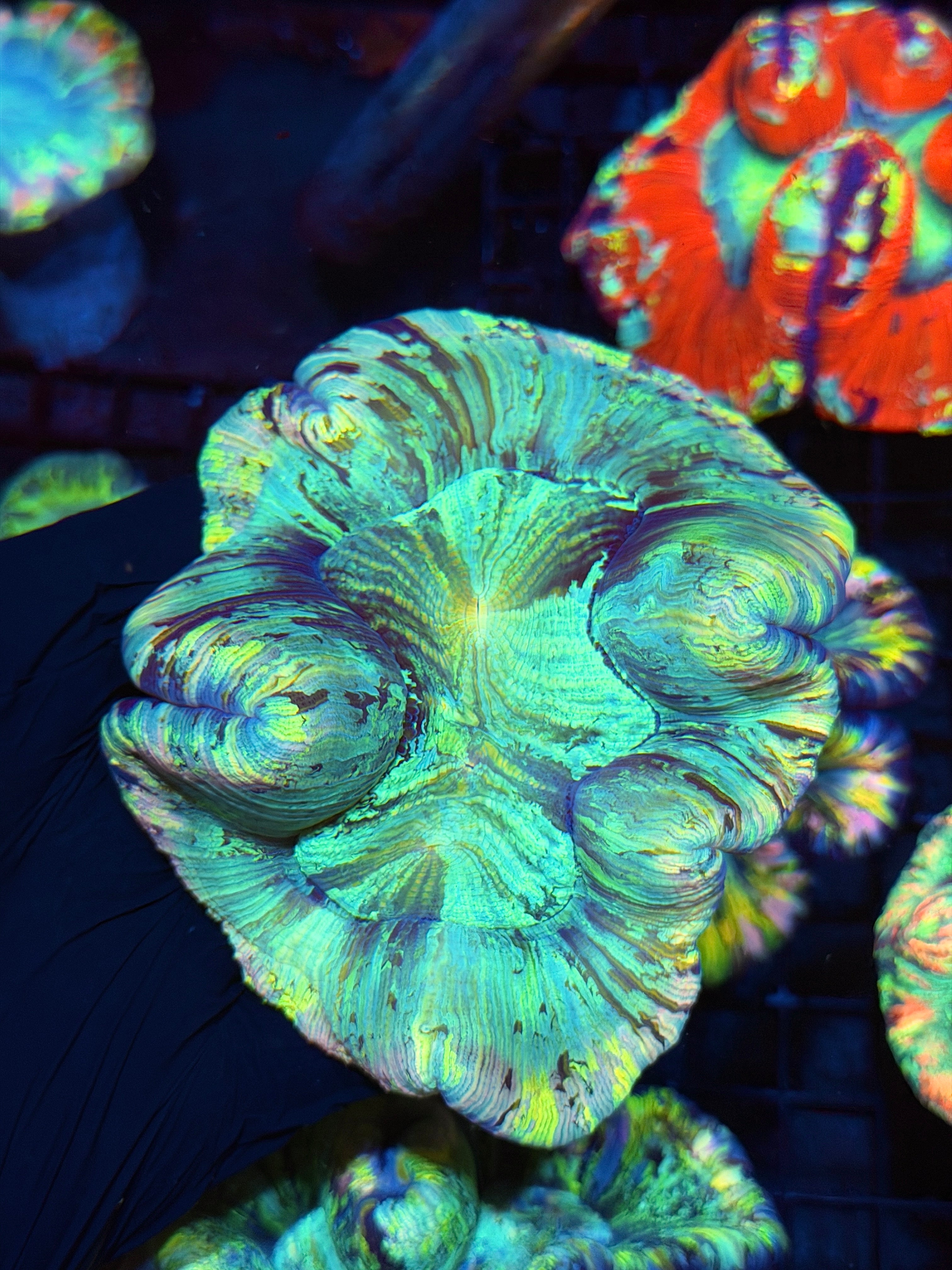 Rainbow Tie Dye Trachyphyllia Meat Coral