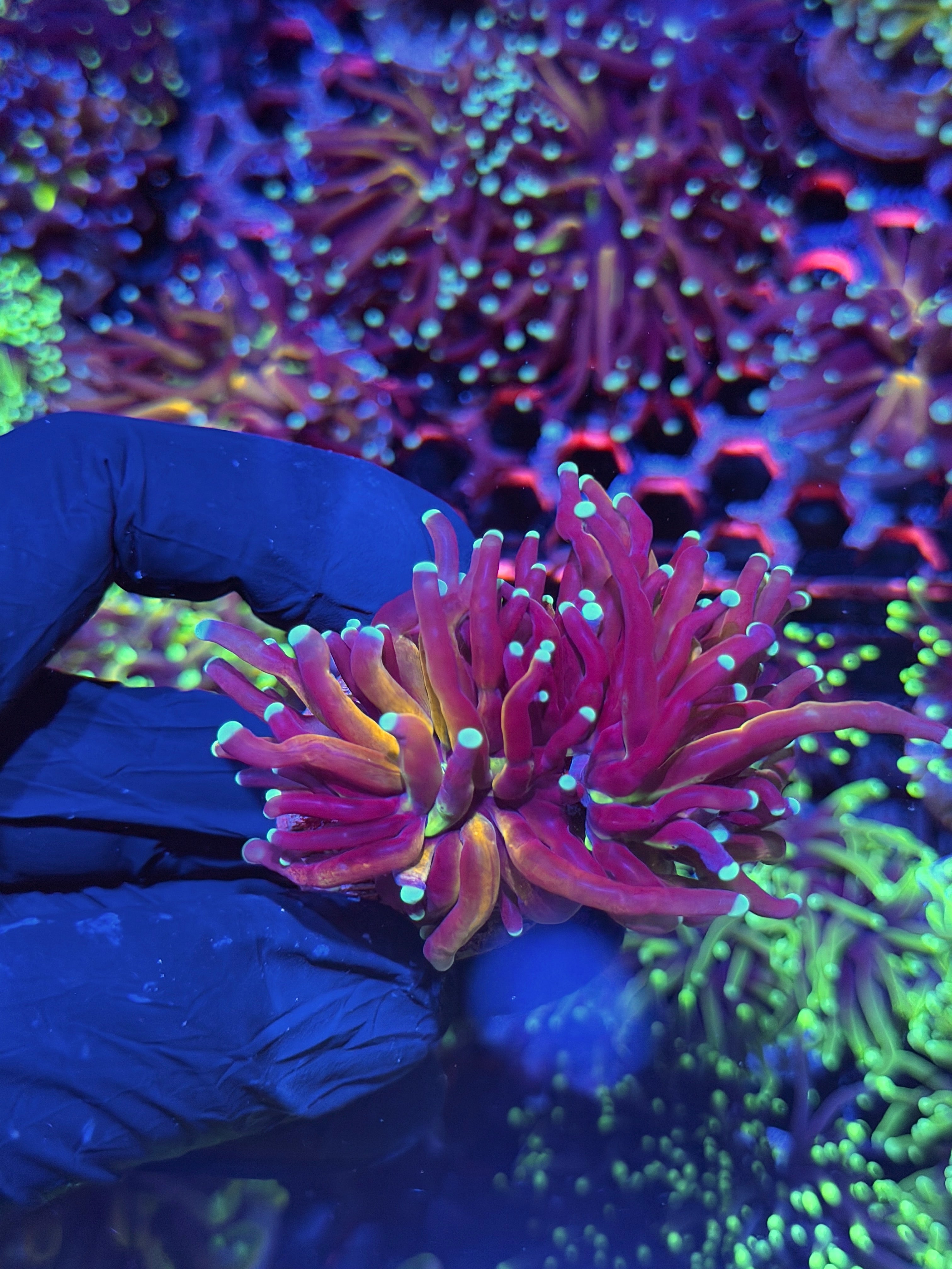 JEA Tiger 2.0 Torch Coral 2 Heads XL