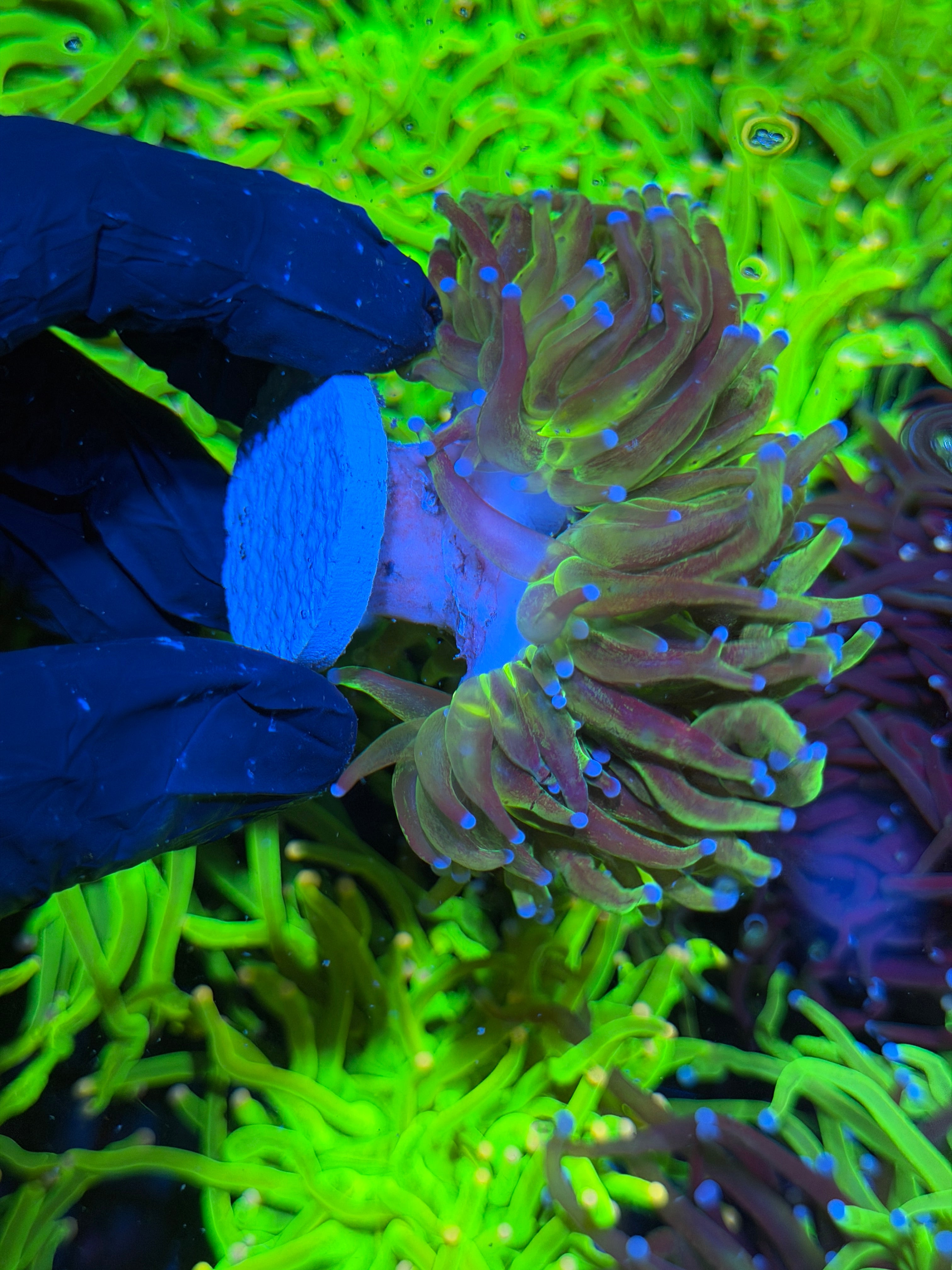 JEA Grafted Malaysian Holy Grail Torch Coral 3 Head Cluster XXXL Show Piece 7/15