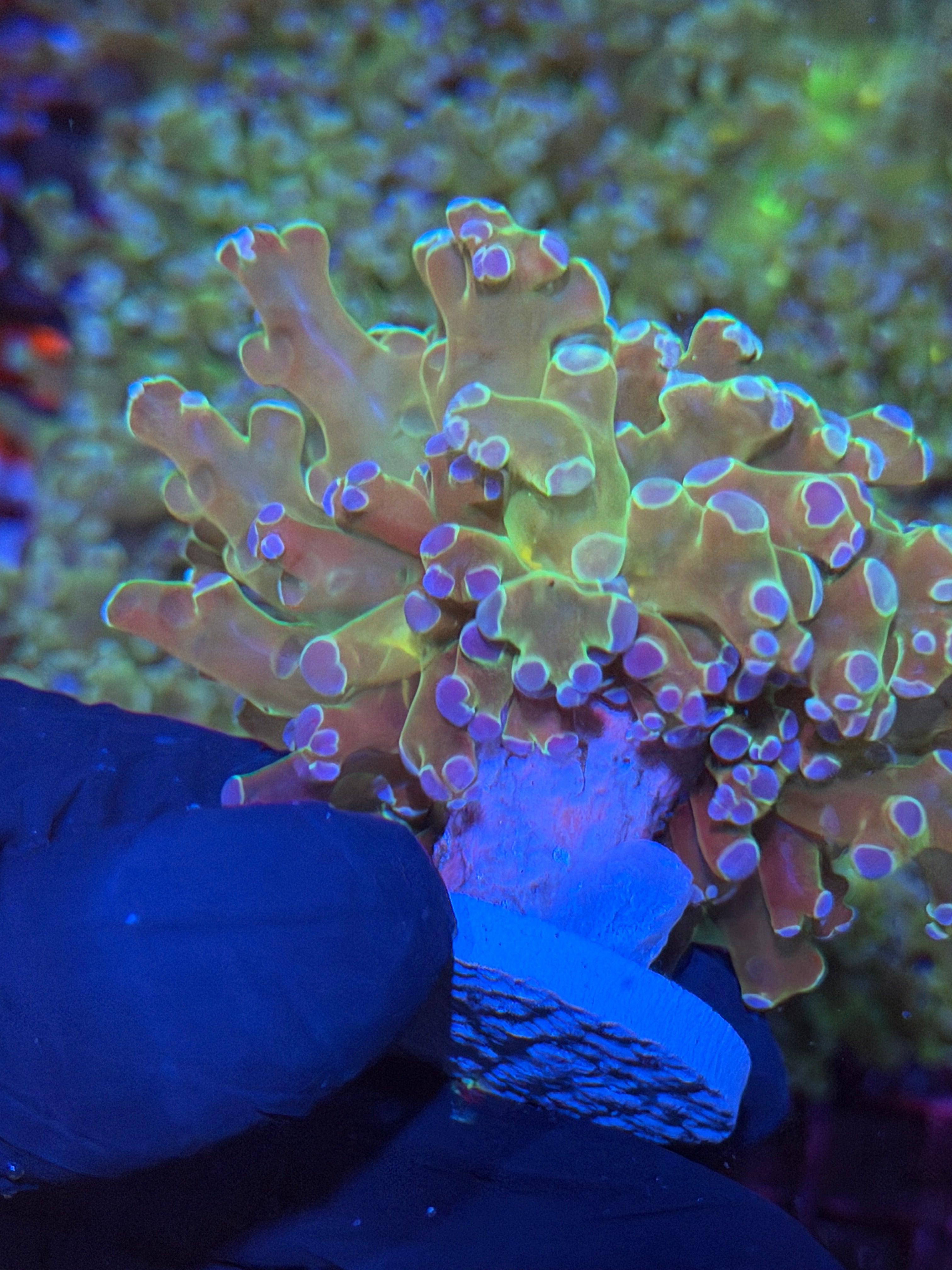 JEA Holy Relic Frogspawn Coral 1 XXL Head 7/14
