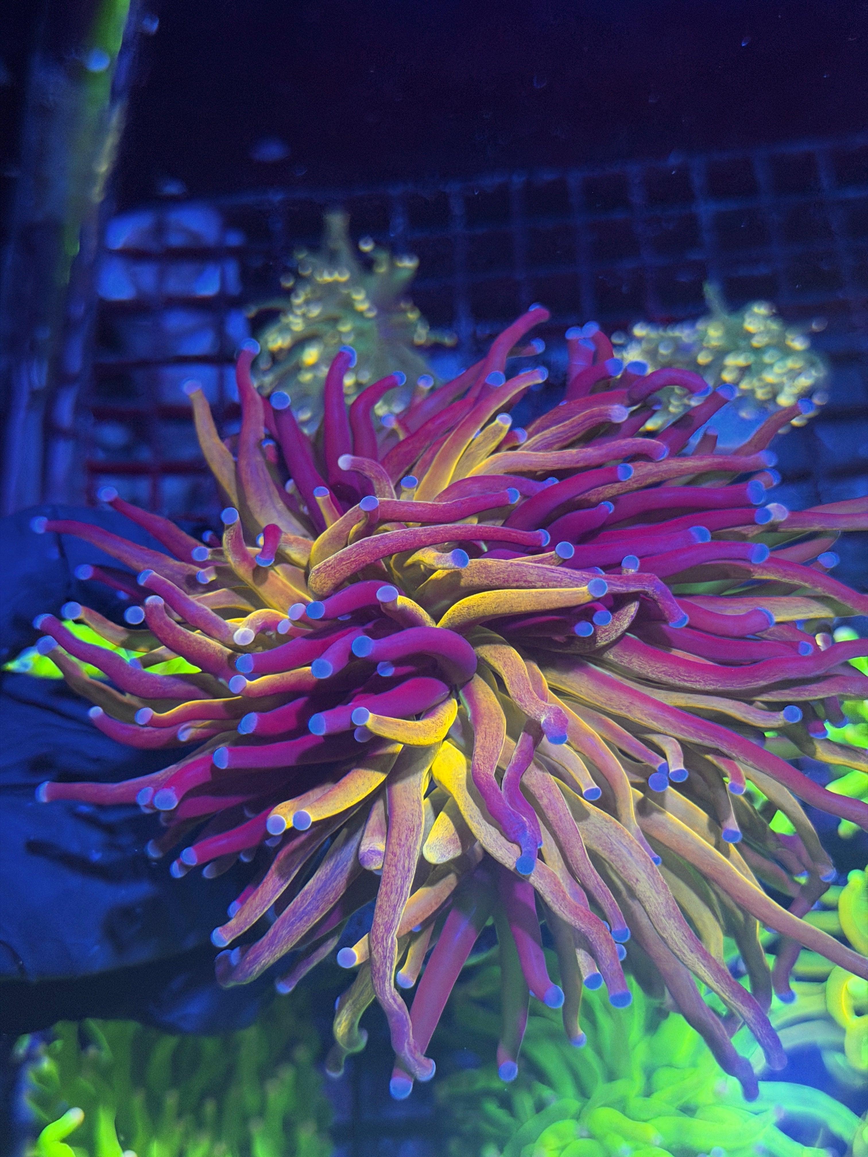 JEA Grafted Orange Tiger Torch Coral 2 Heads Splitting XXXL Collectors Piece