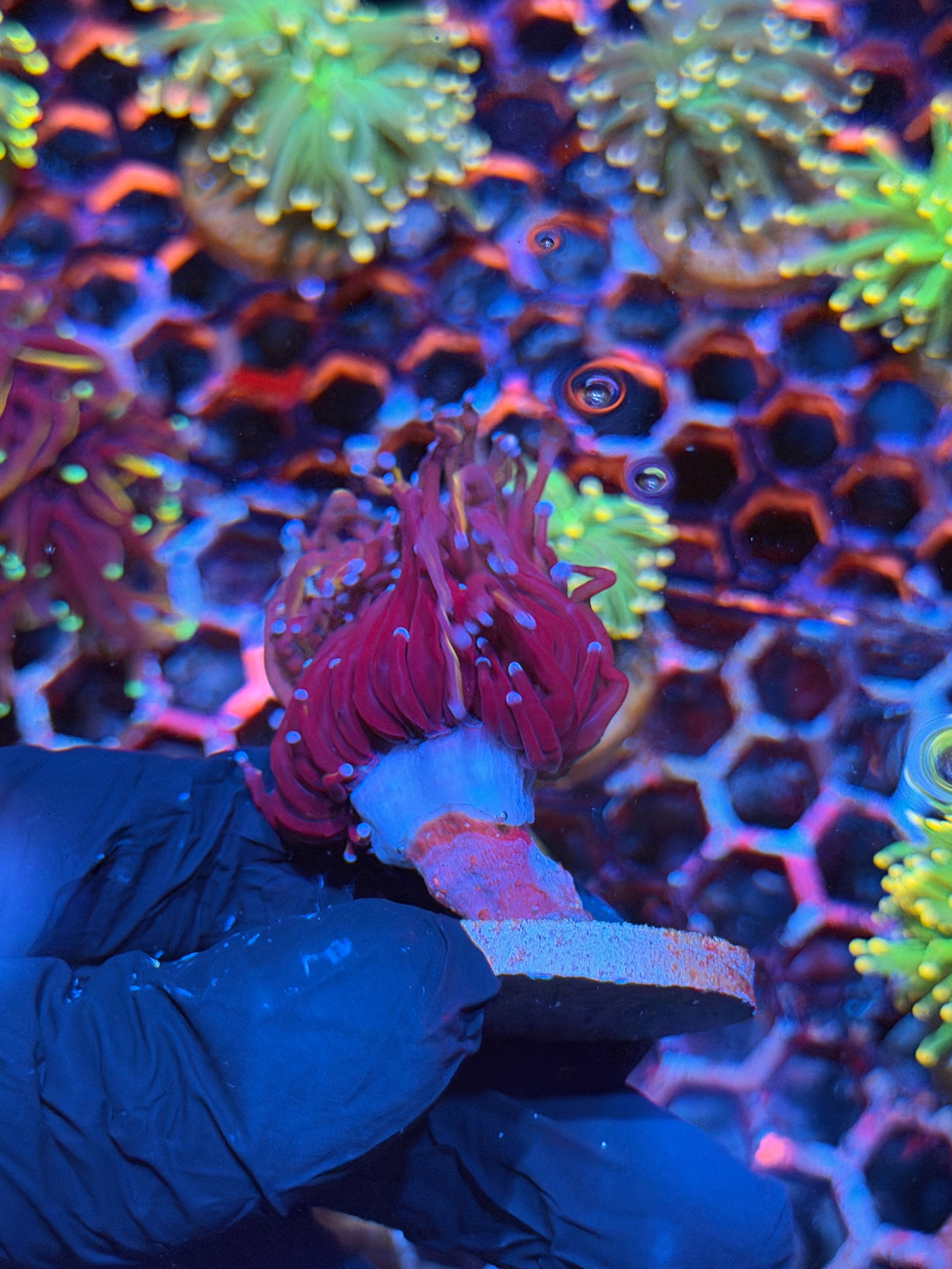 JEA Nightmare Torch Coral 1 XL Head 8/28