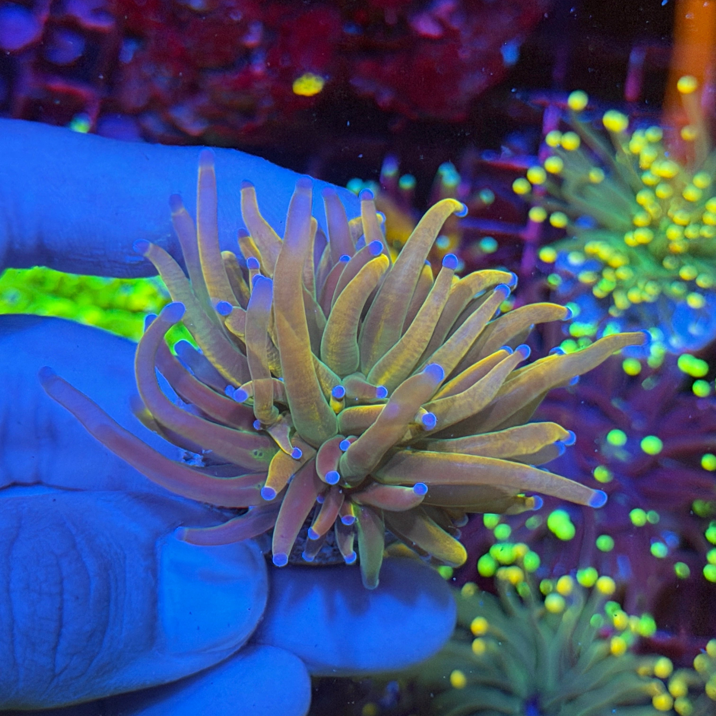 JEA Dragon Tamer Torch Coral 1 Head XL 6/3