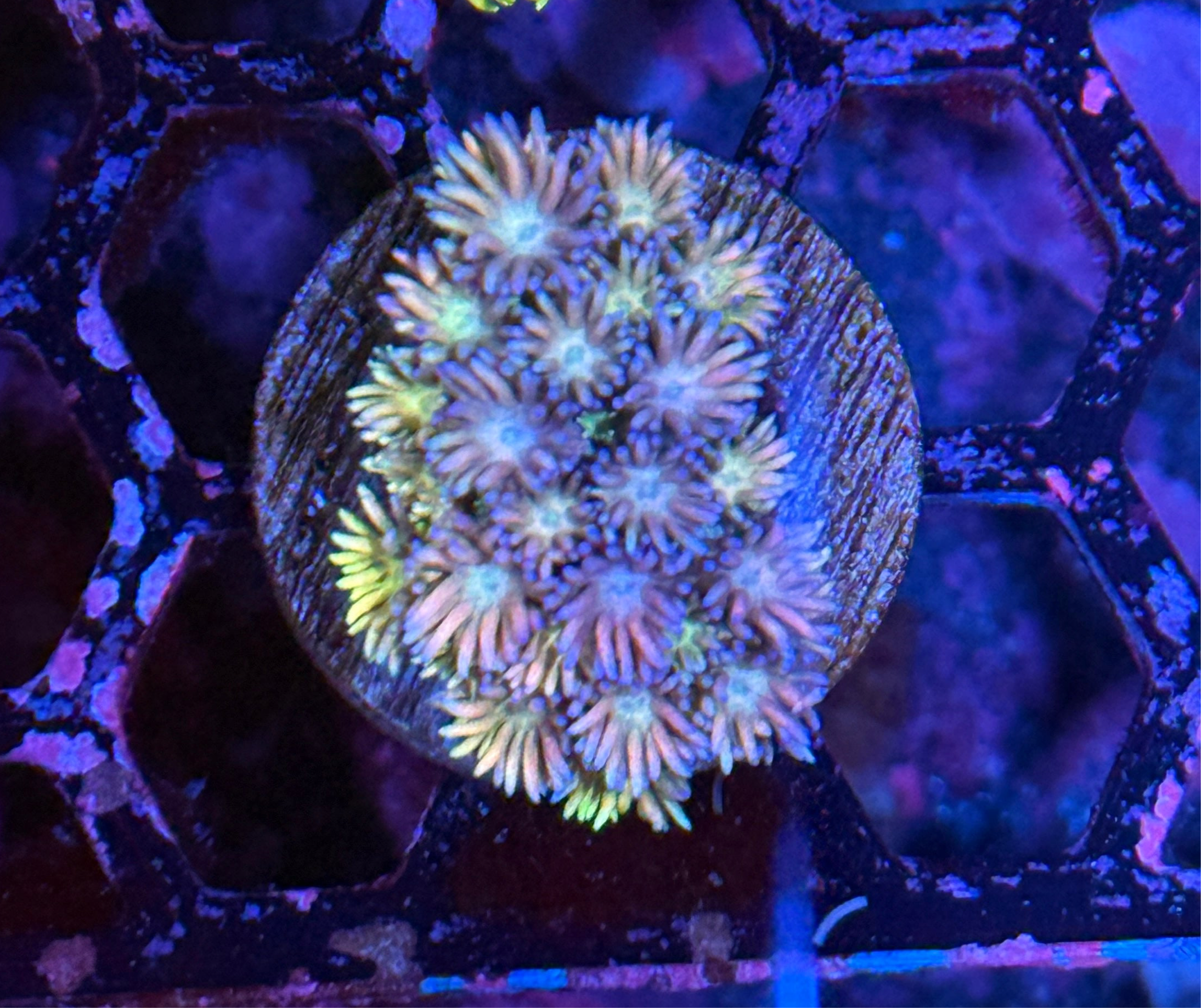 JEA Rainbow Unicorn Goniopora Coral