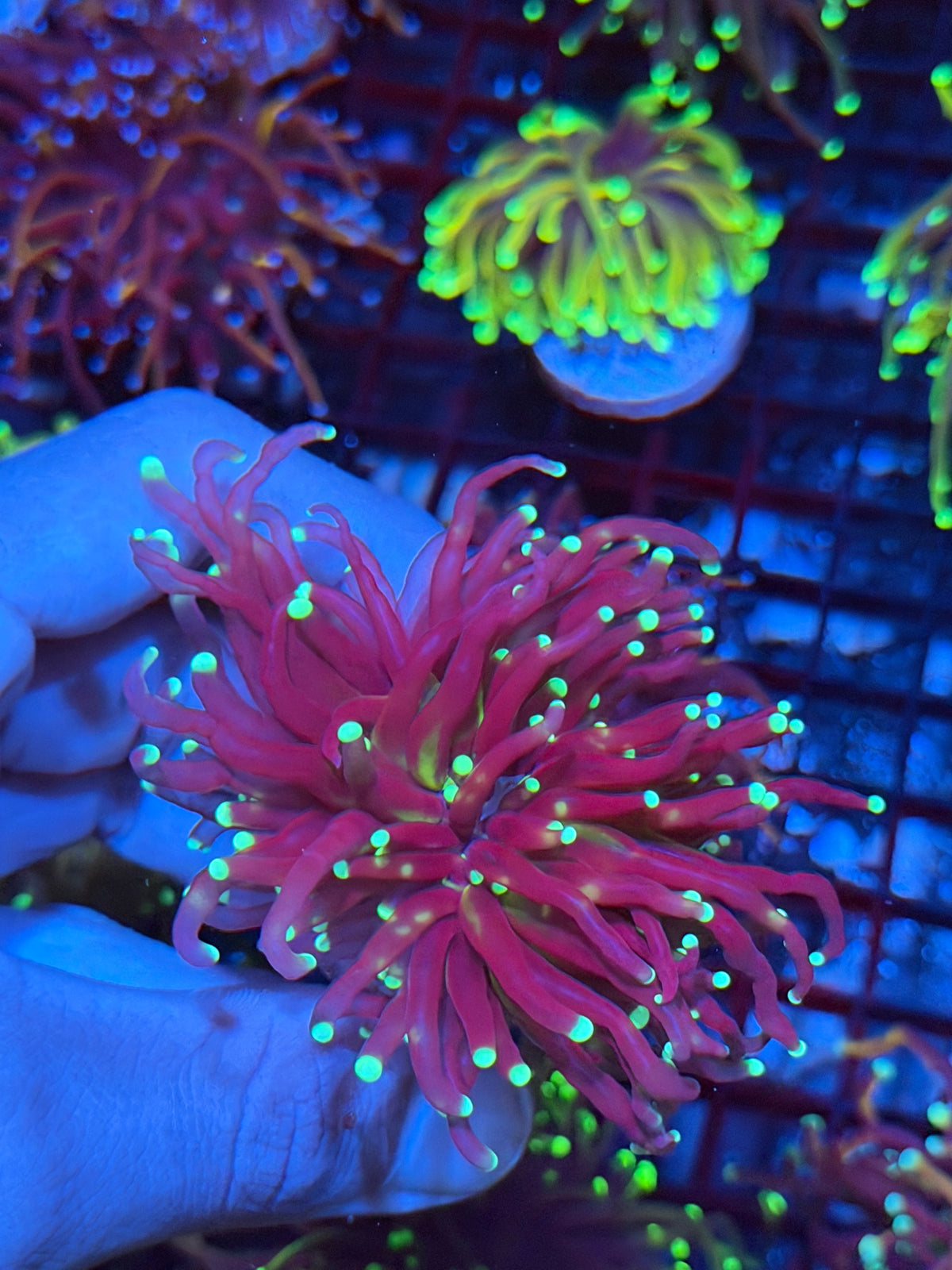 JEA Medusa Torch Coral 2 Heads XXL 9/22