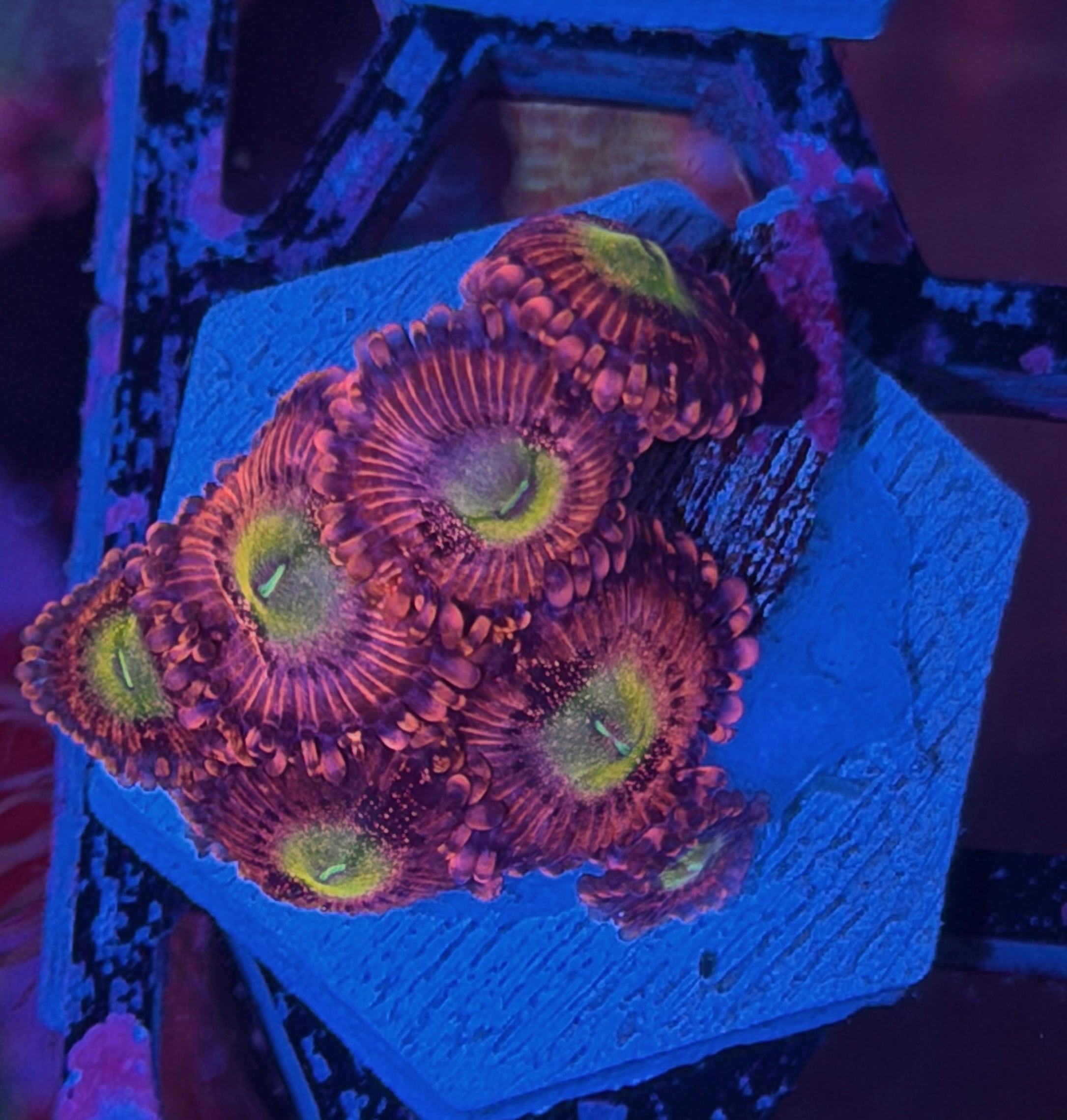 JEA Playboy Bunny Zoanthid Coral 12/1