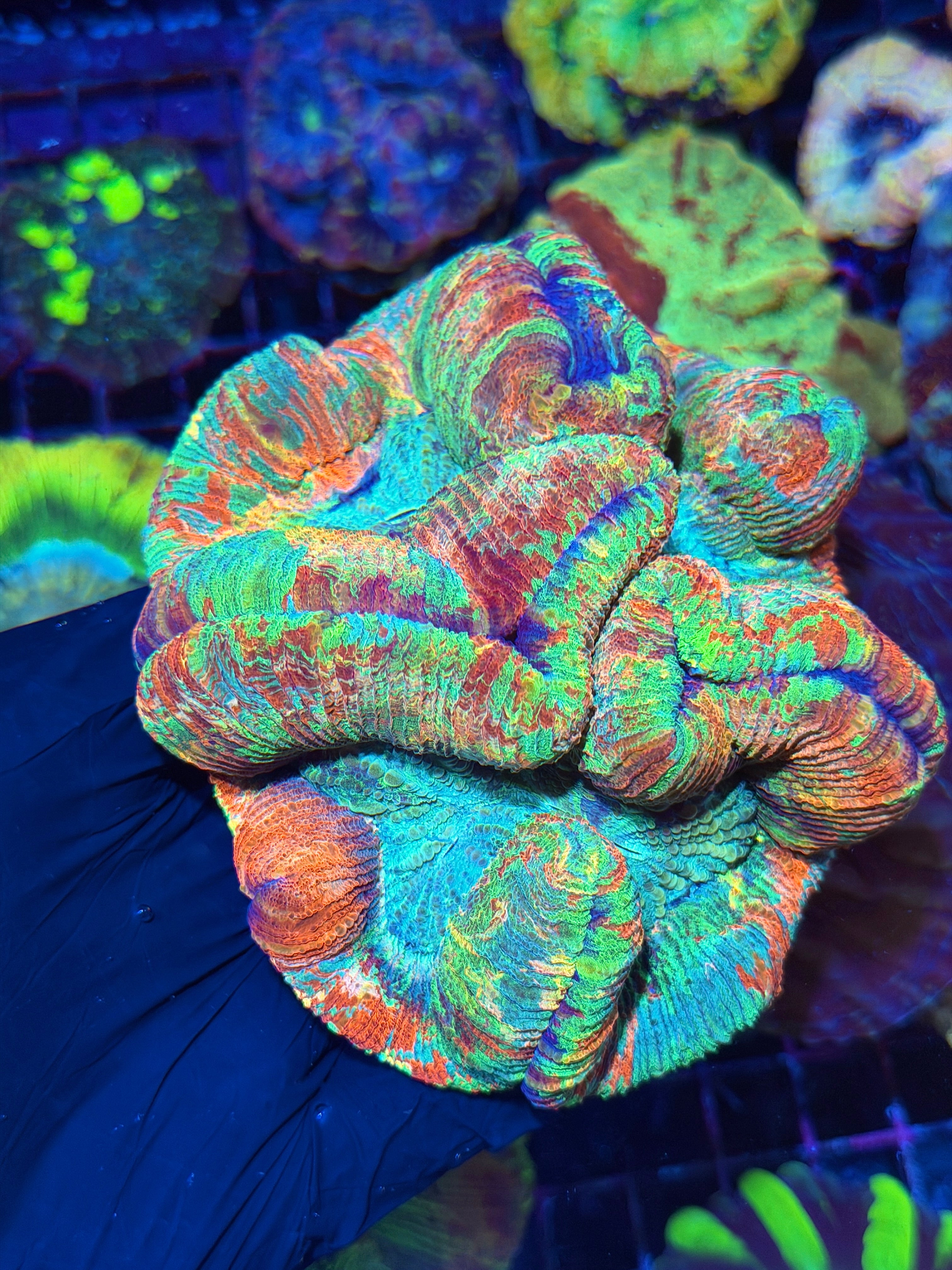 True Rainbow Trachyphyllia Meat Coral XXL Show Piece
