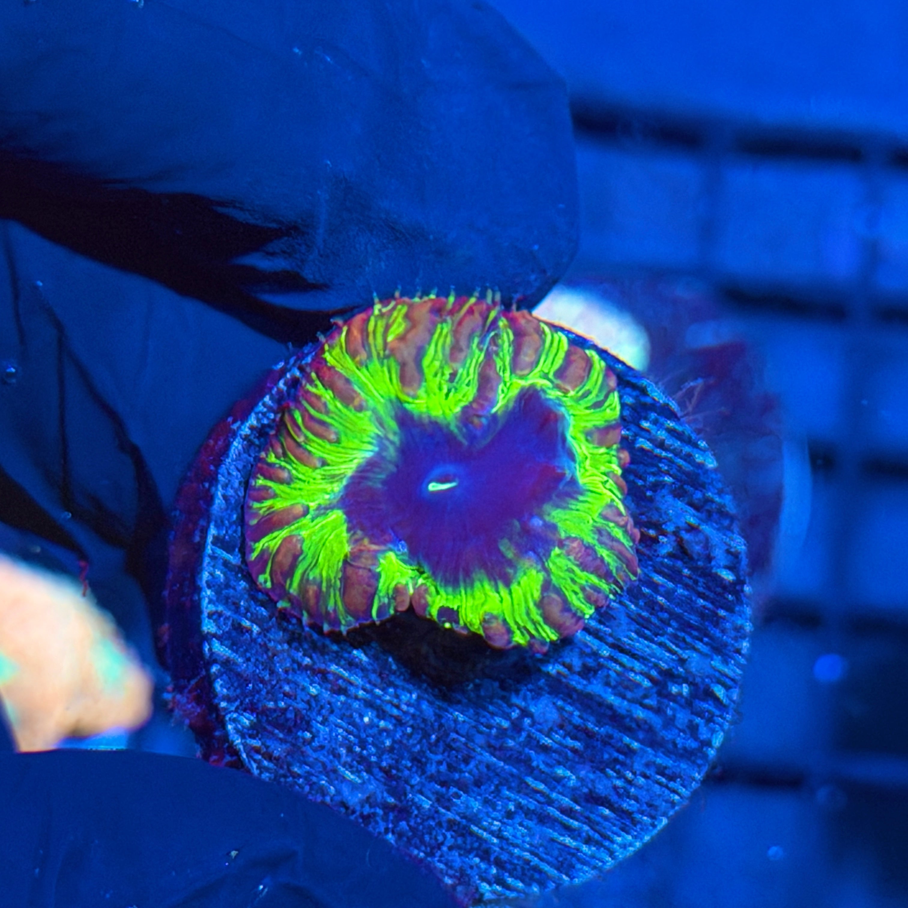 JEA Willy Wonka Blastomussa Coral 1 Head 6/3