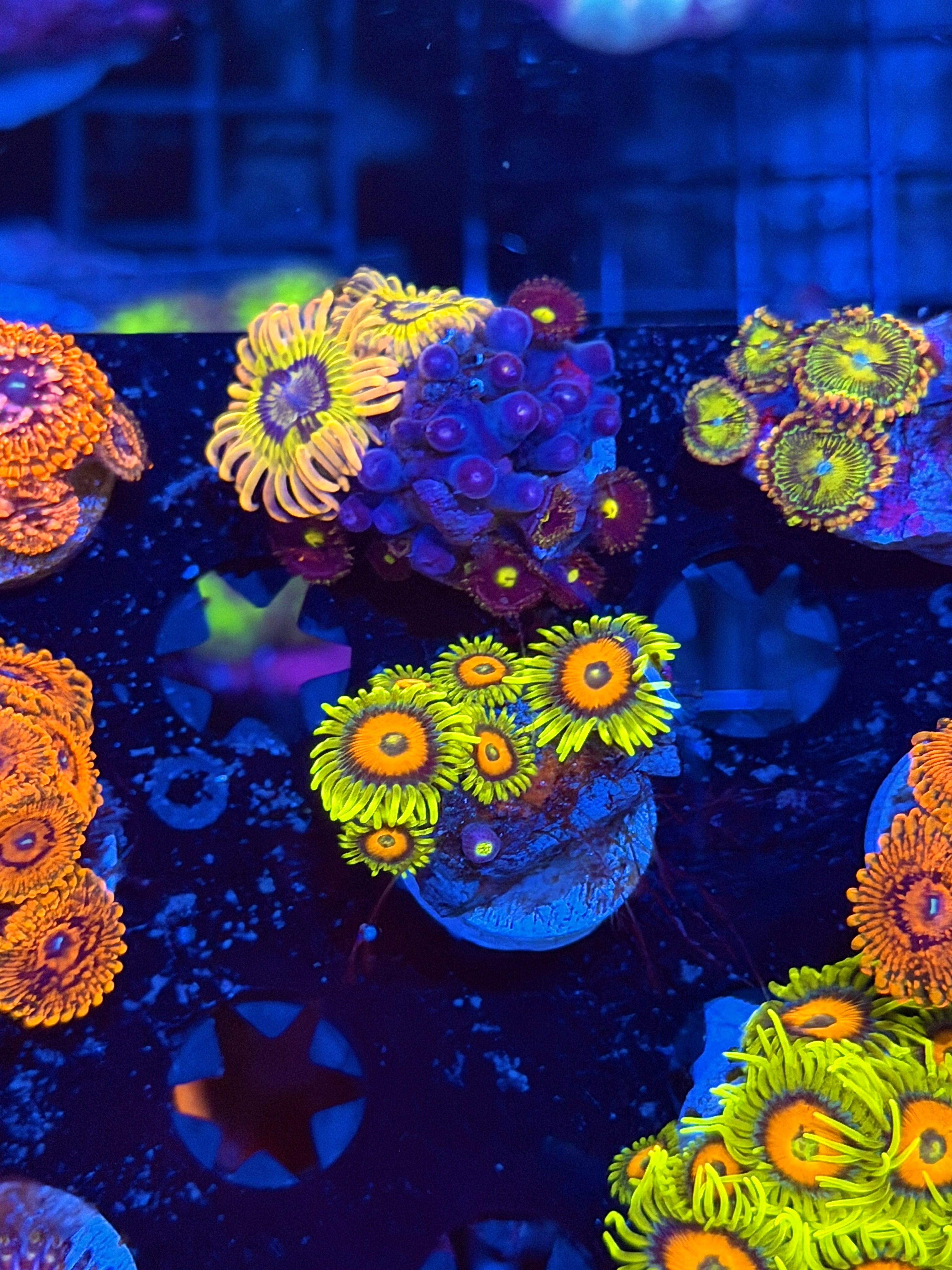 JEA Super Sunflower Zoanthid Coral 6 Polyps