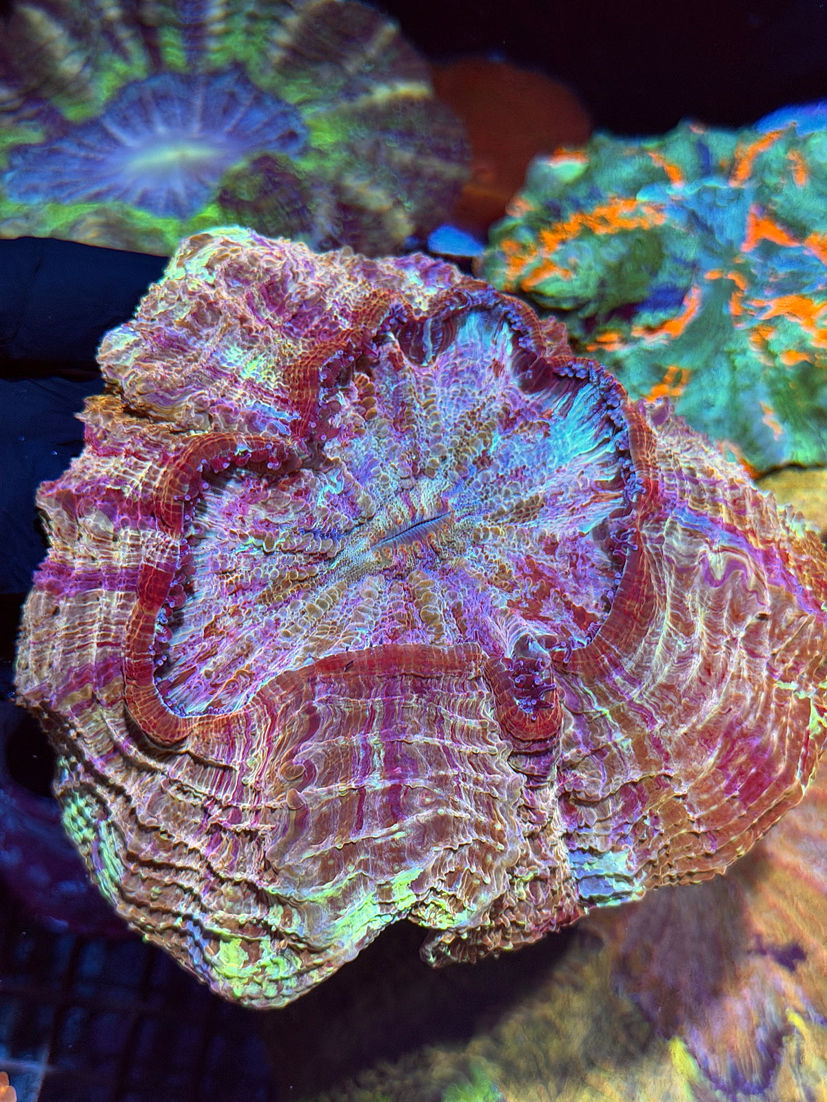 Rainbow Acanthophyllia Meat Coral Crazy Patterns
