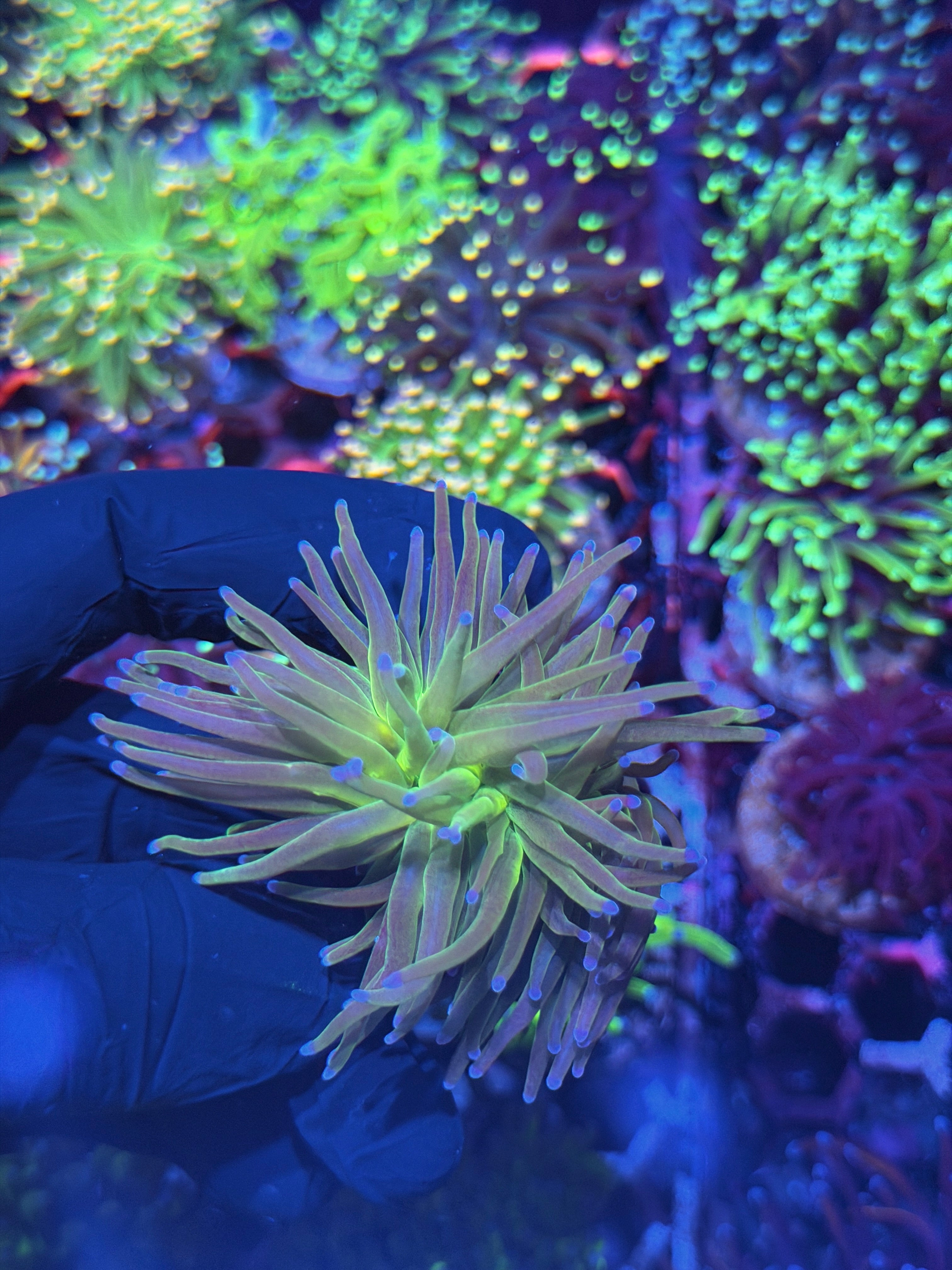JEA Incredible Hulk Torch Coral 2 Heads XL 8/1