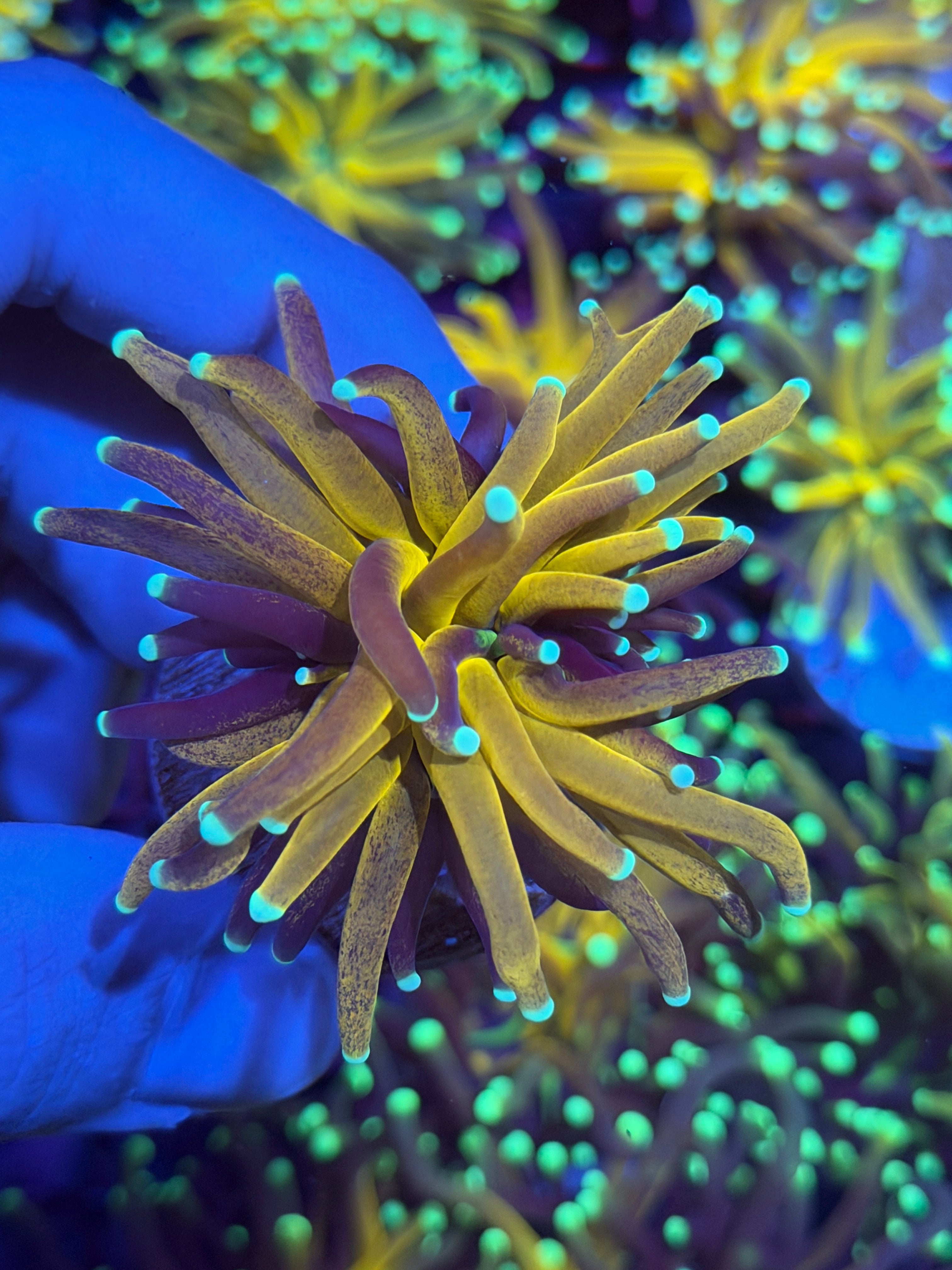 JEA Teal Tip Tiger Torch Coral 1 Head (Branching) 11/28