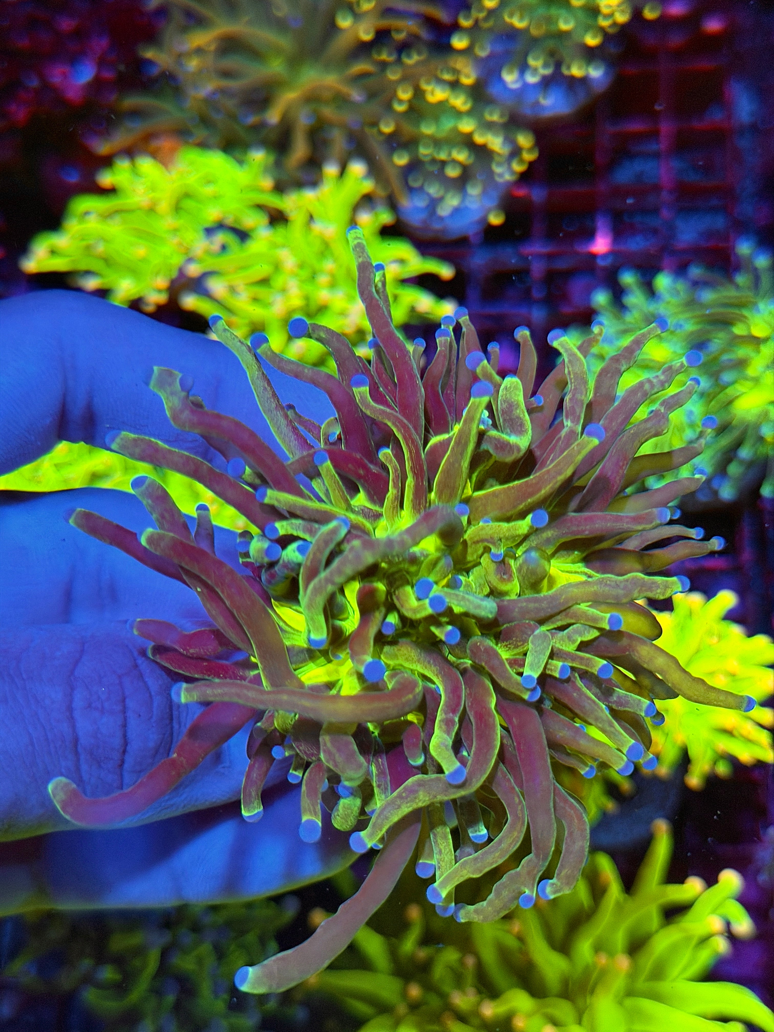 JEA Grafted Glitter Holy Grail Torch Coral 1 XXL Head Splitting