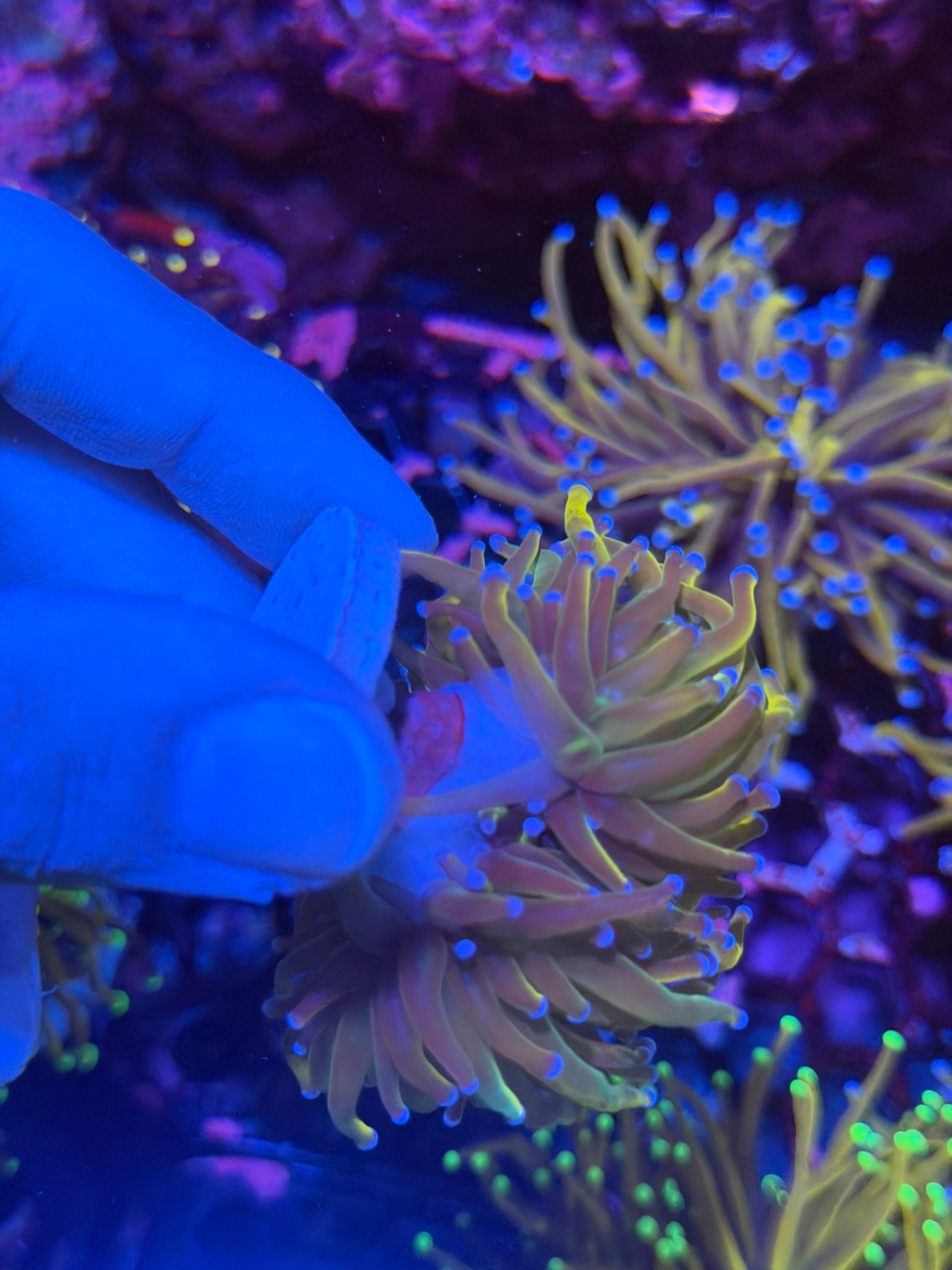 JEA Dragon Tamer Torch Coral 2 Heads XL 11/28