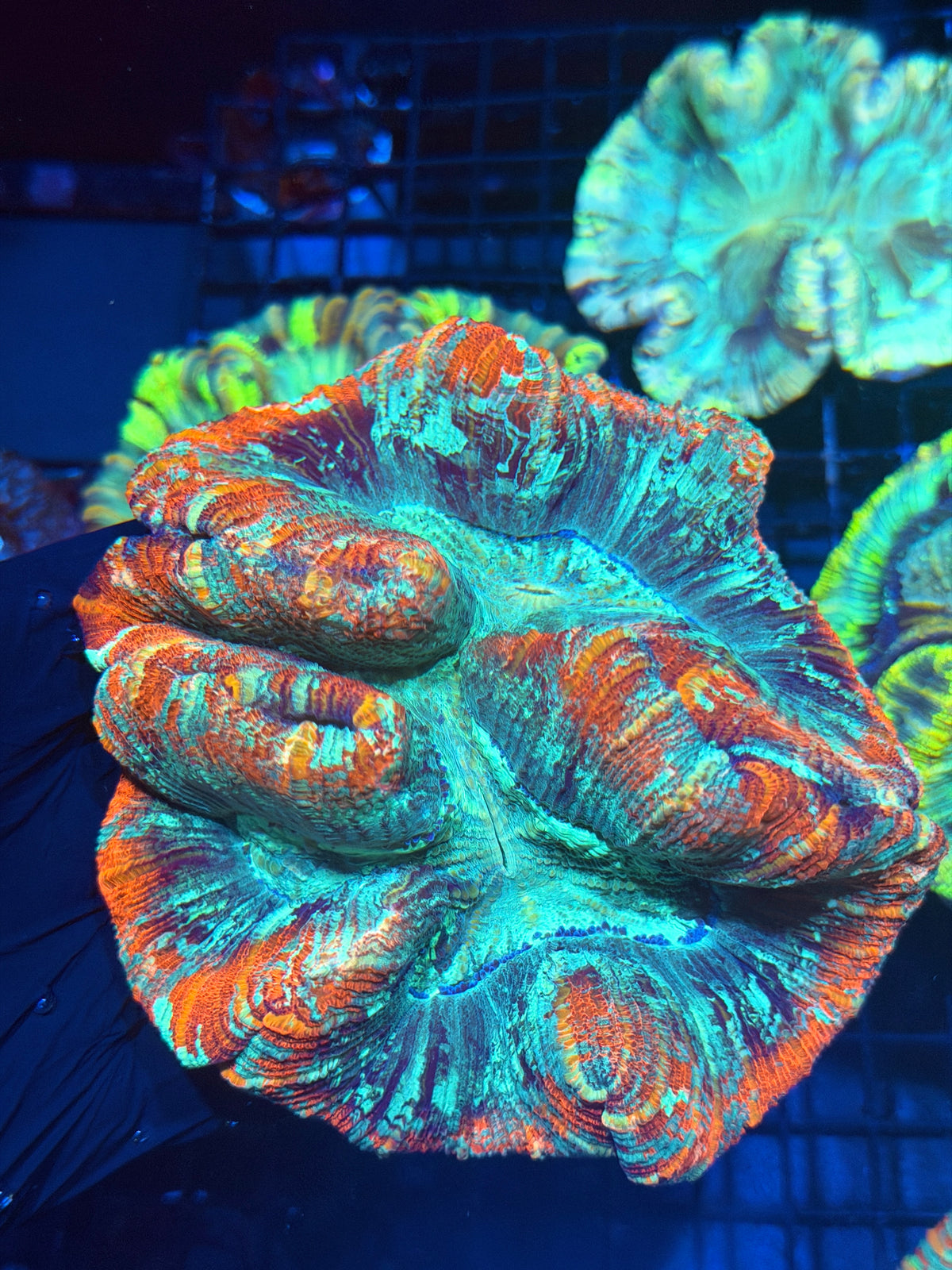 Rainbow Trachyphyllia Meat Coral XL Show Size 9/27