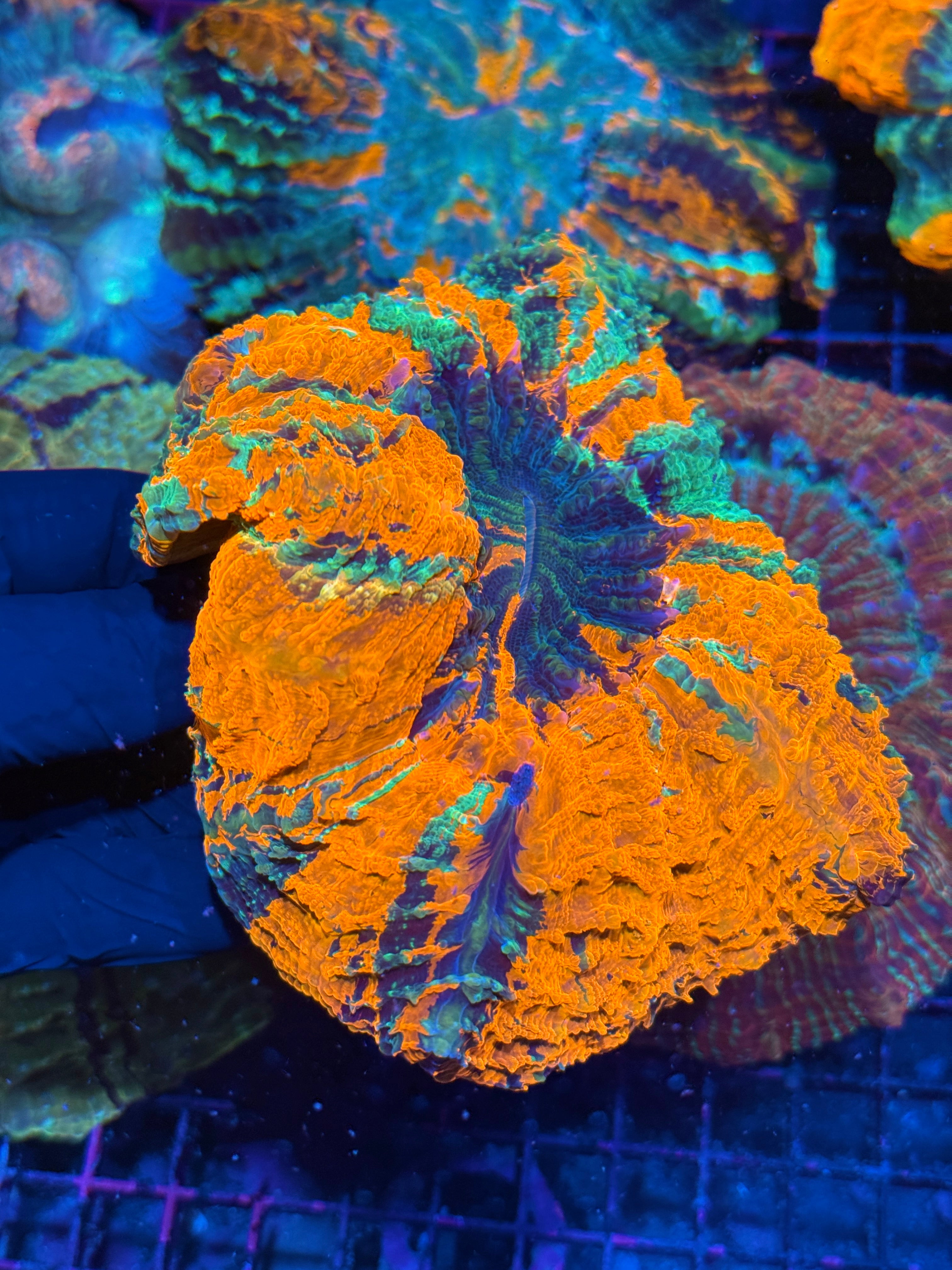 Striped Acanthophyllia Meat Coral XXL Insanely Bright! 10/12