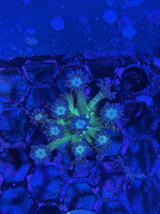 JEA Glitter Bomb Goniopora Coral
