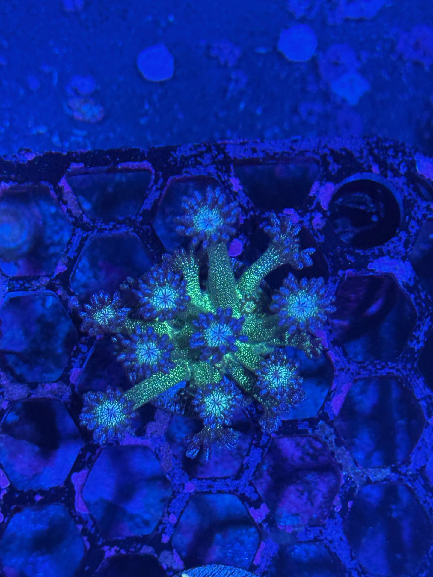 Jay's Exotic Coral Auctions