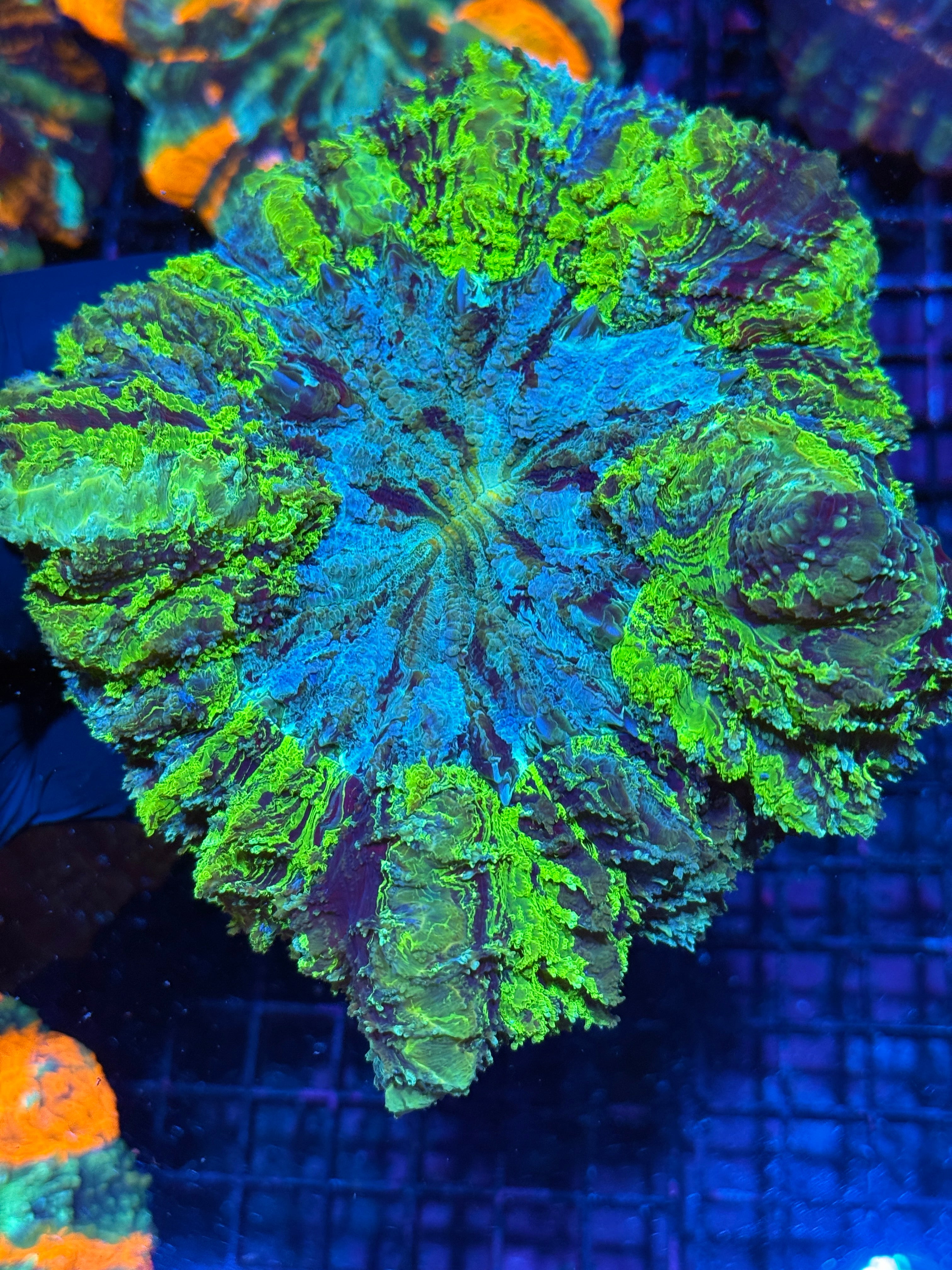 Insane BRIGHT Striped Acanthophyllia Coral XL Show Piece 10/12