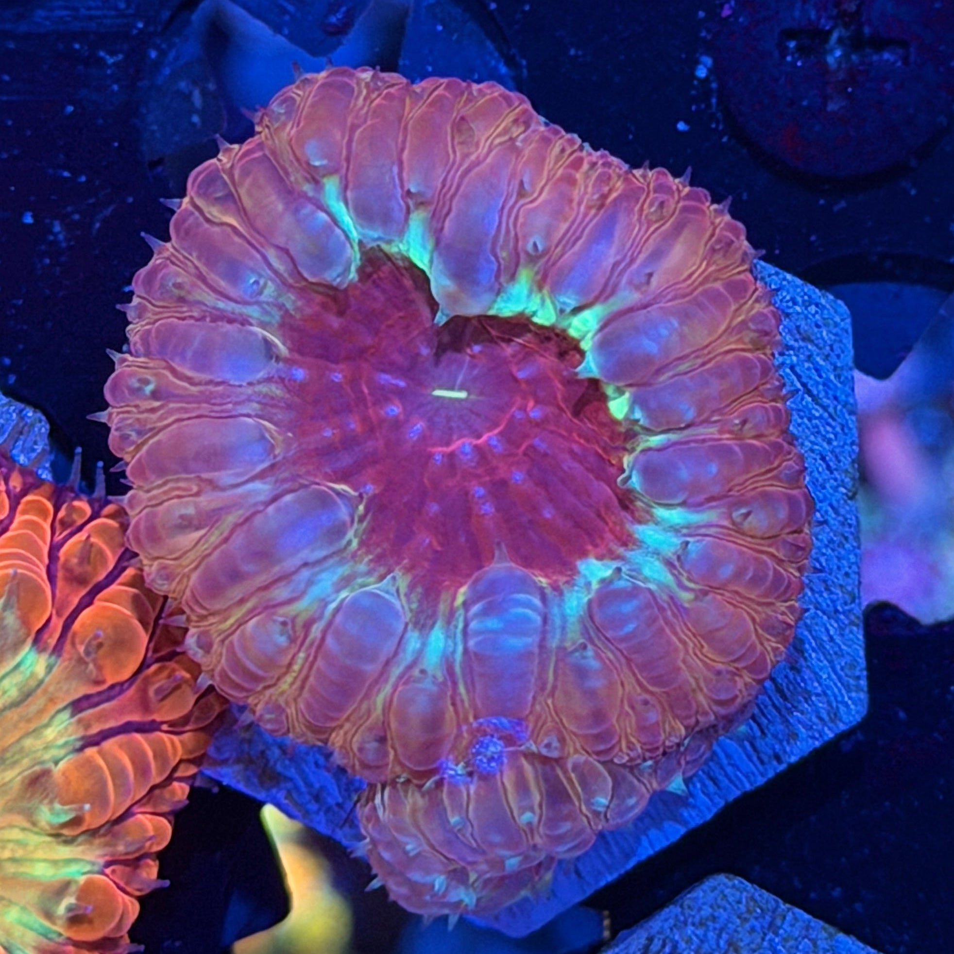 JEA Dante’s Inferno Blastomussa Coral *New Release* 7/26