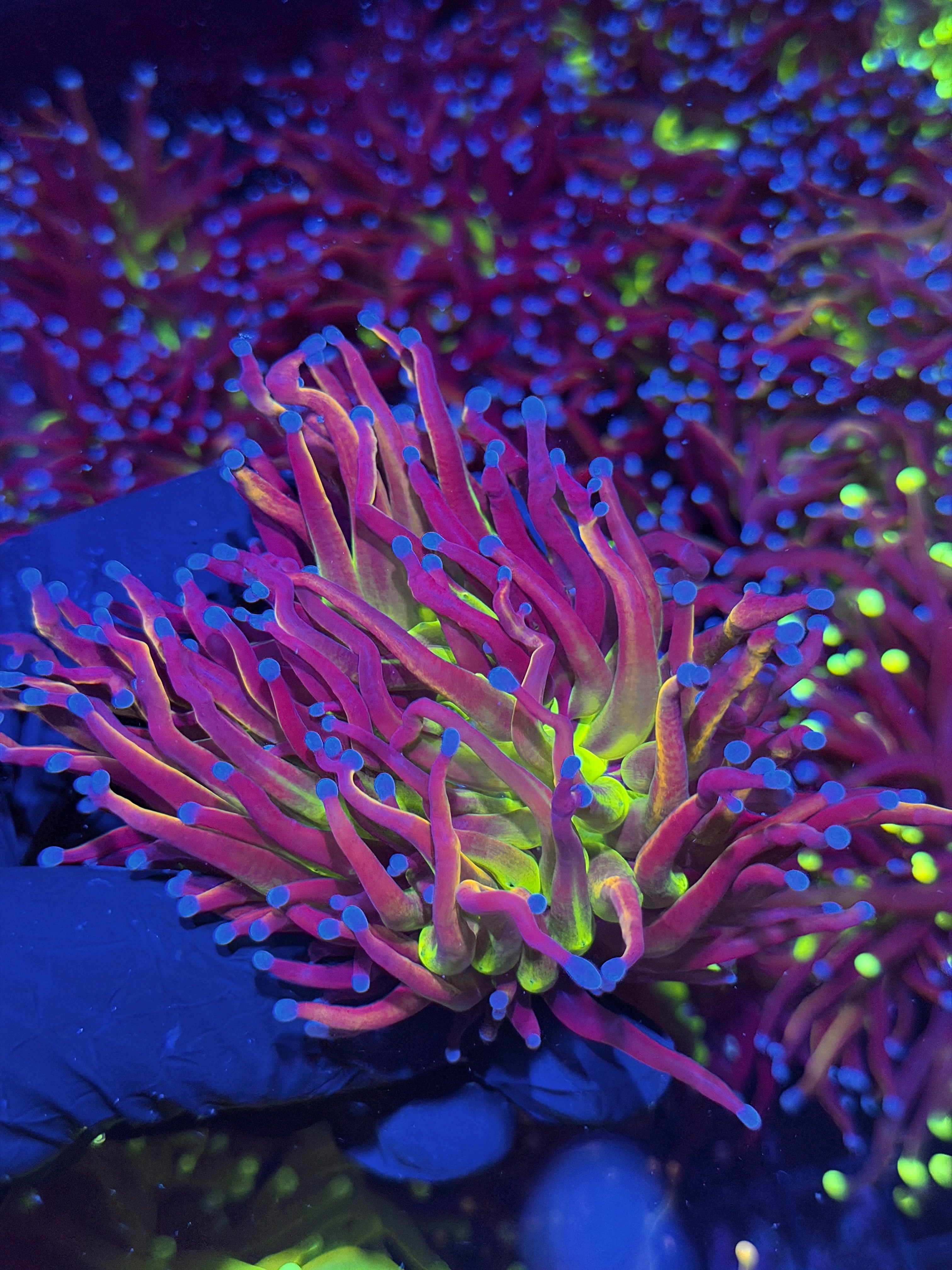 JEA Dragon God Torch Coral 1 XL Head