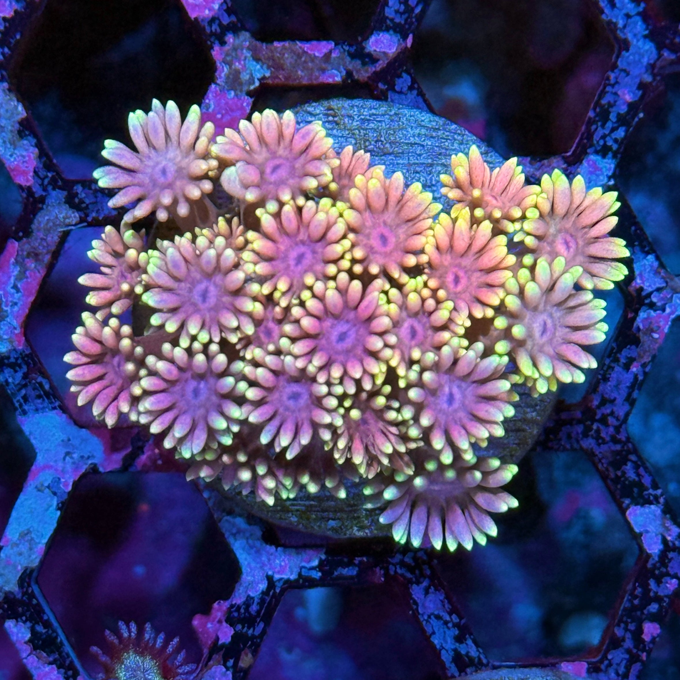 JEA Pretty in Pink Goniopora Coral XL Frag 10/12