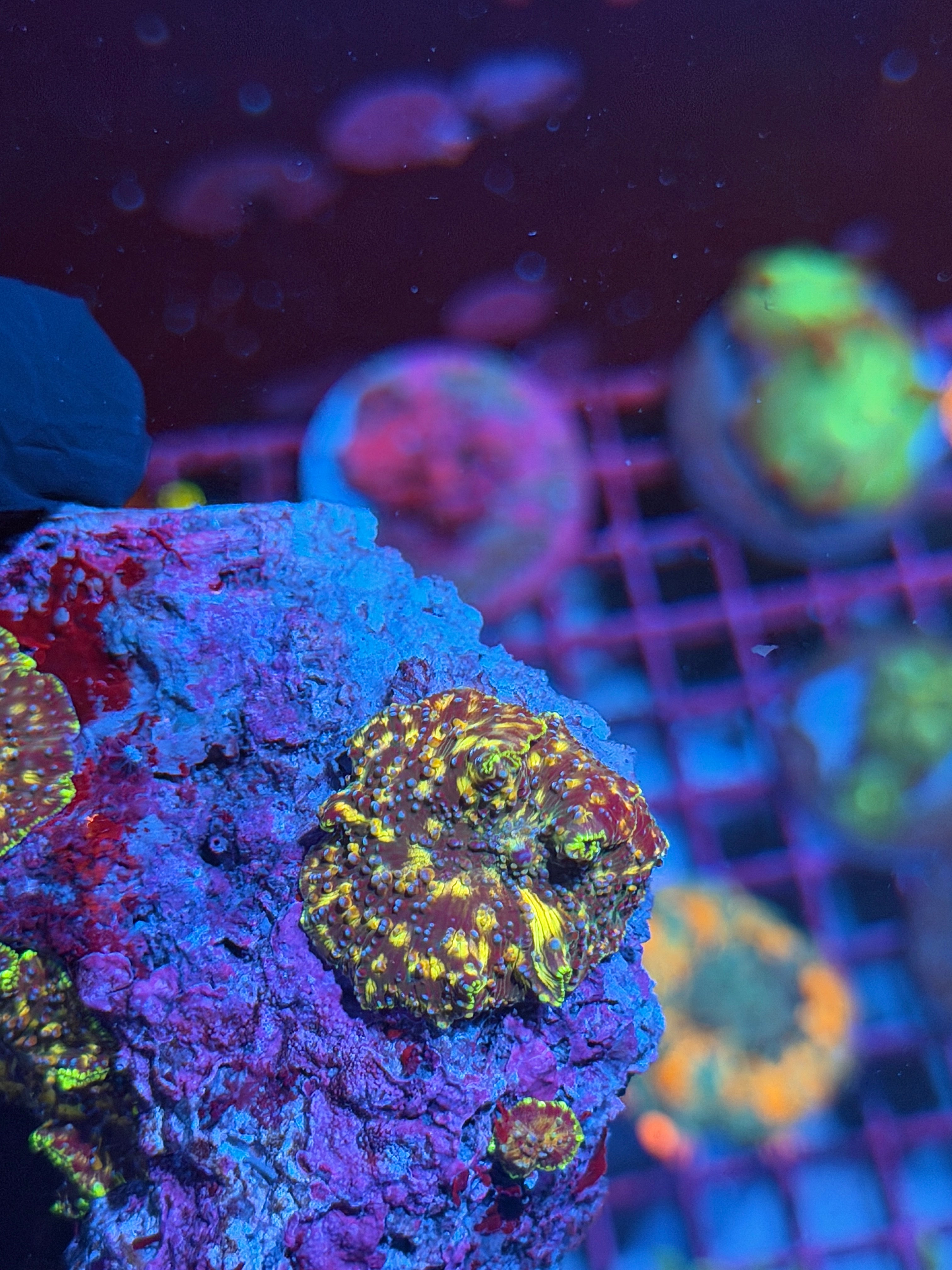 JEA Demogorgon Jawbreaker Mushroom Coral *New Release* INSANE 8/1