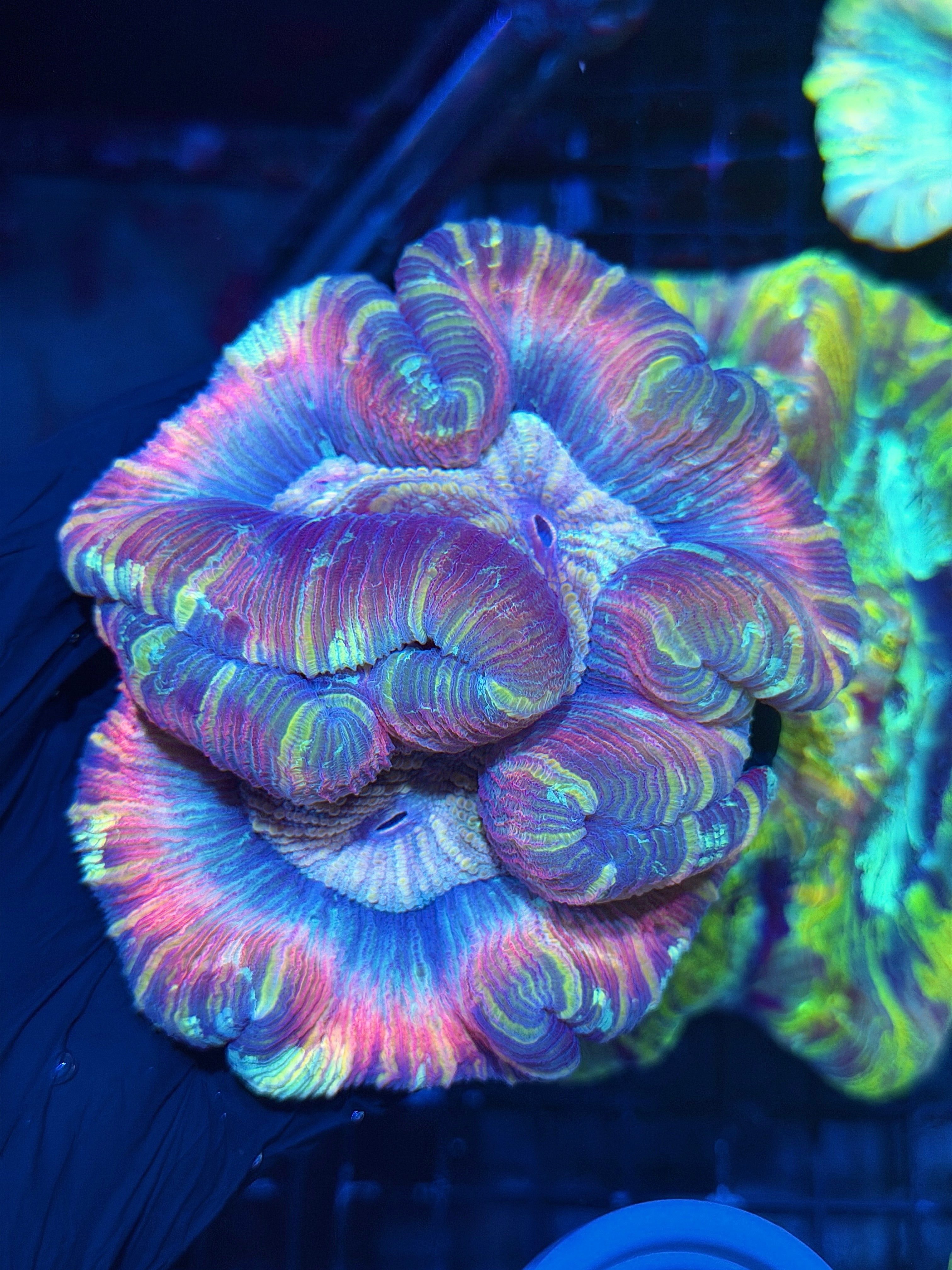 Unique Striped Rainbow Trachyphyllia Meat Coral XL 7/31